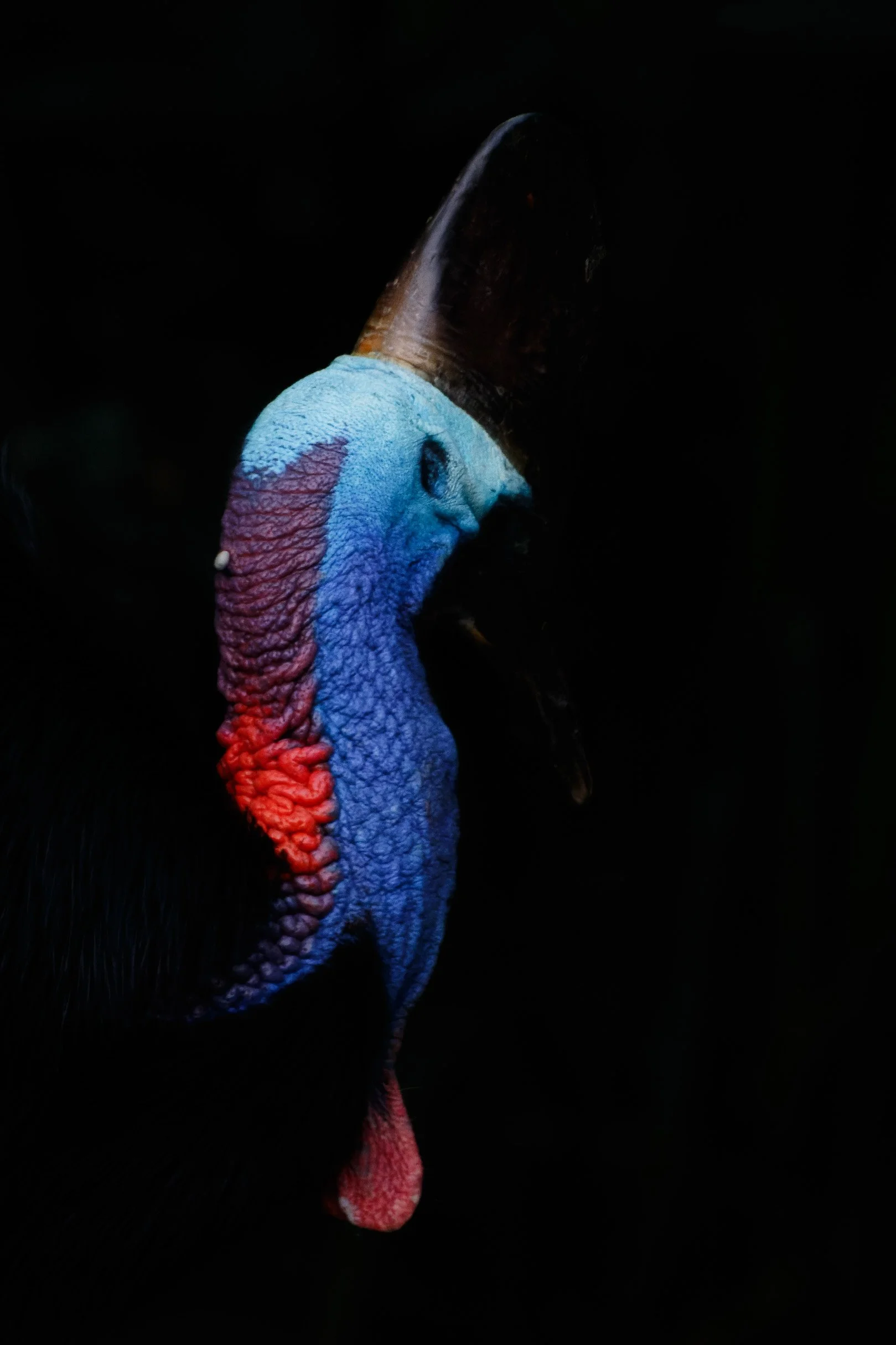 Southern Cassowary, Mission Beach, Queensland.