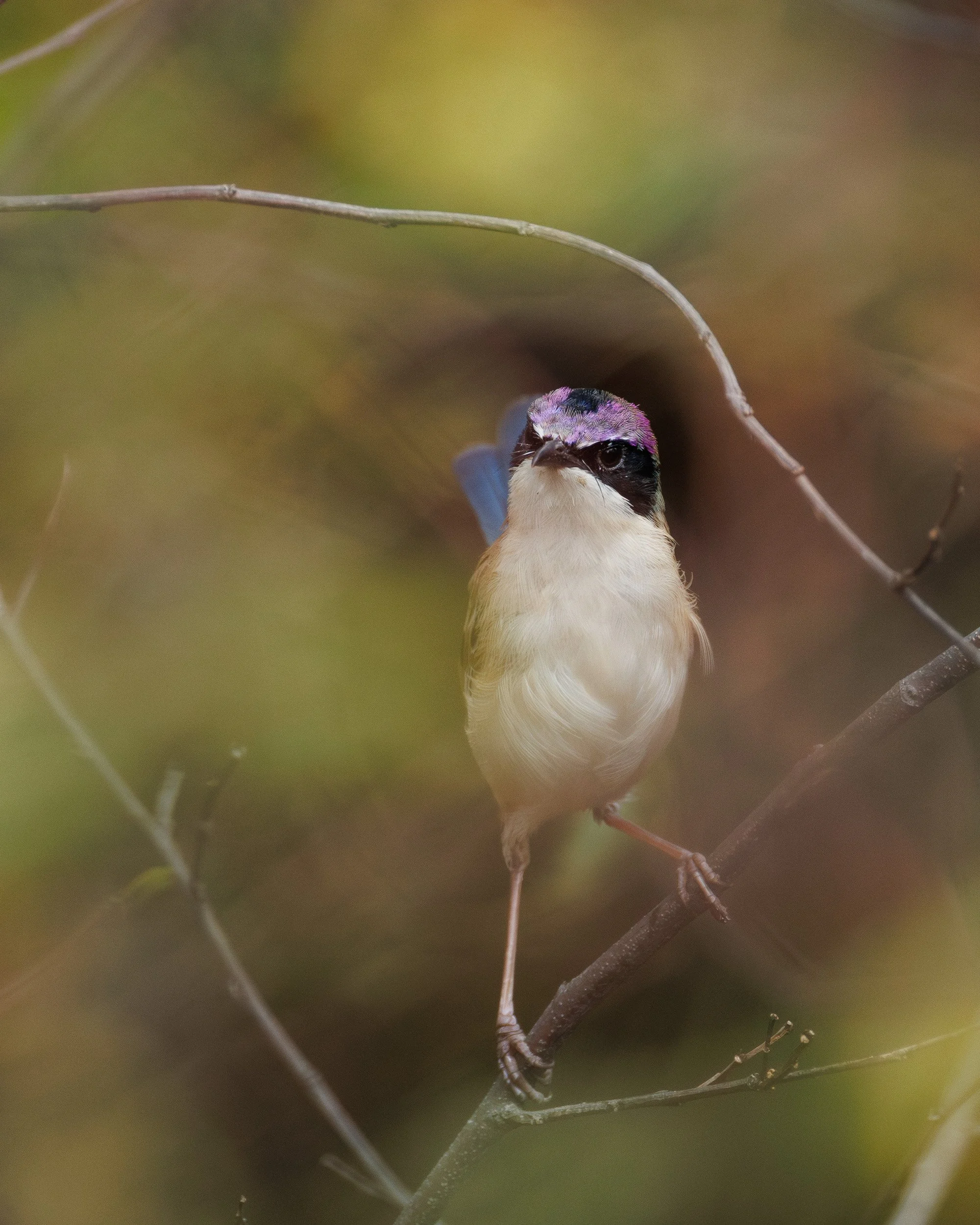 Purple-crowned Fairywren, Queensland.
