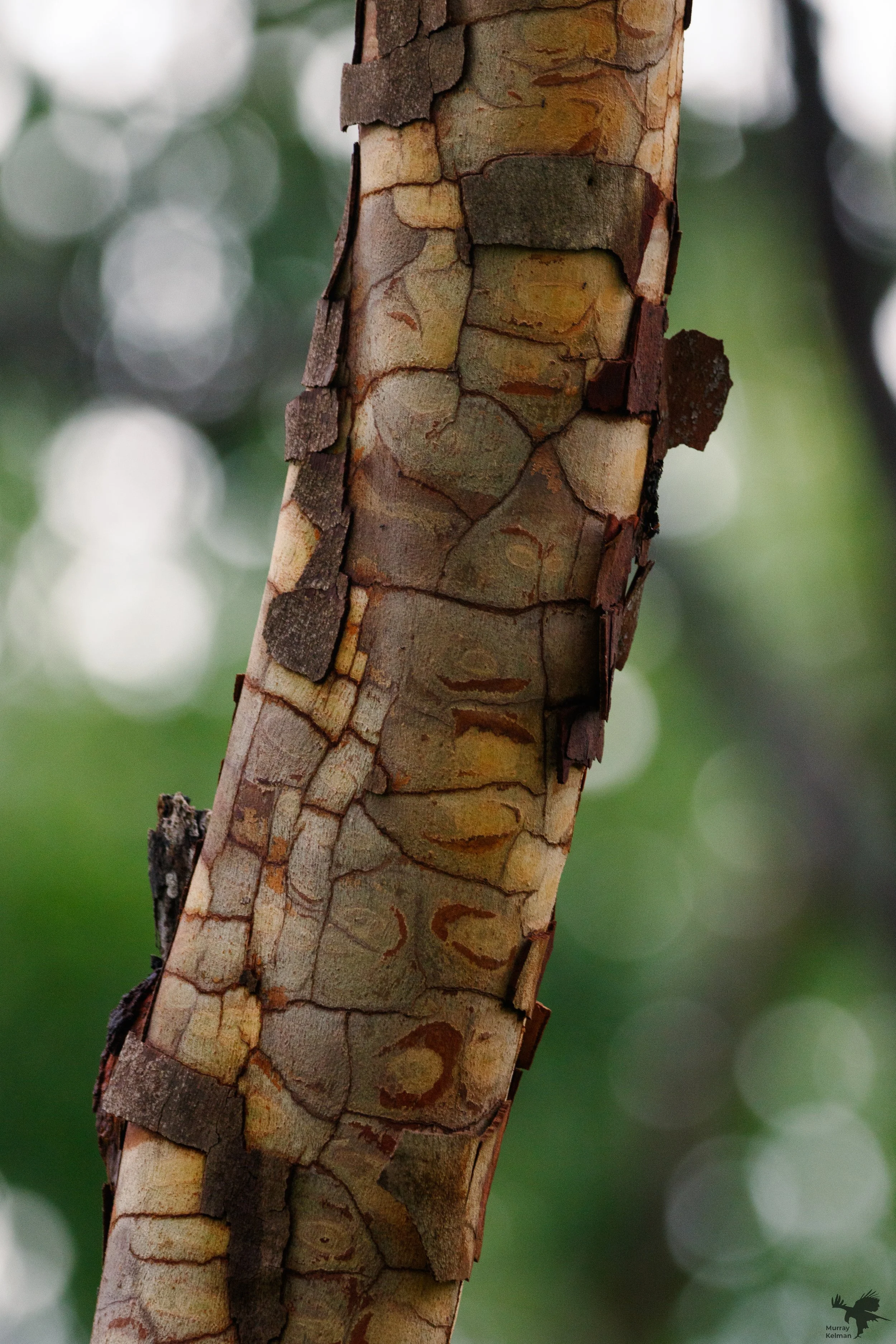 Murray Kelman Photography - image-56.jpg