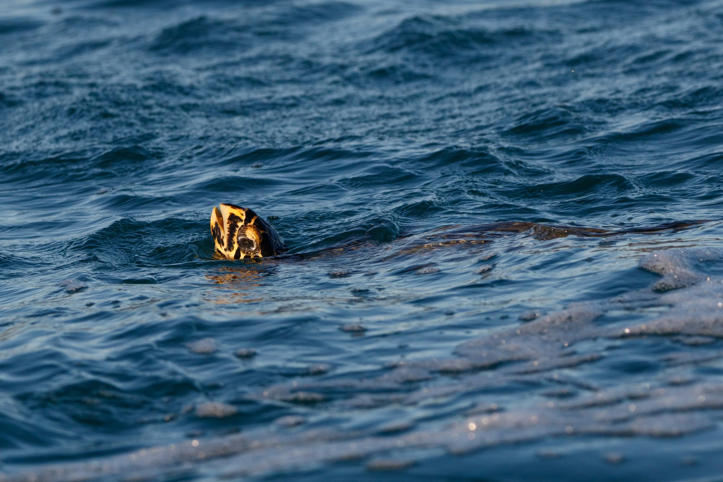 Hawksbill Turtle
