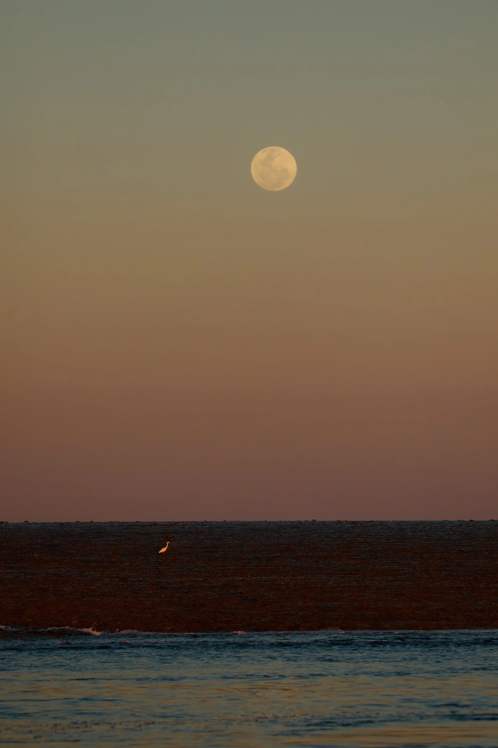 Eastern Reef Egret under the moon, Montgomery Reef, Kimberley, Western Australia.
