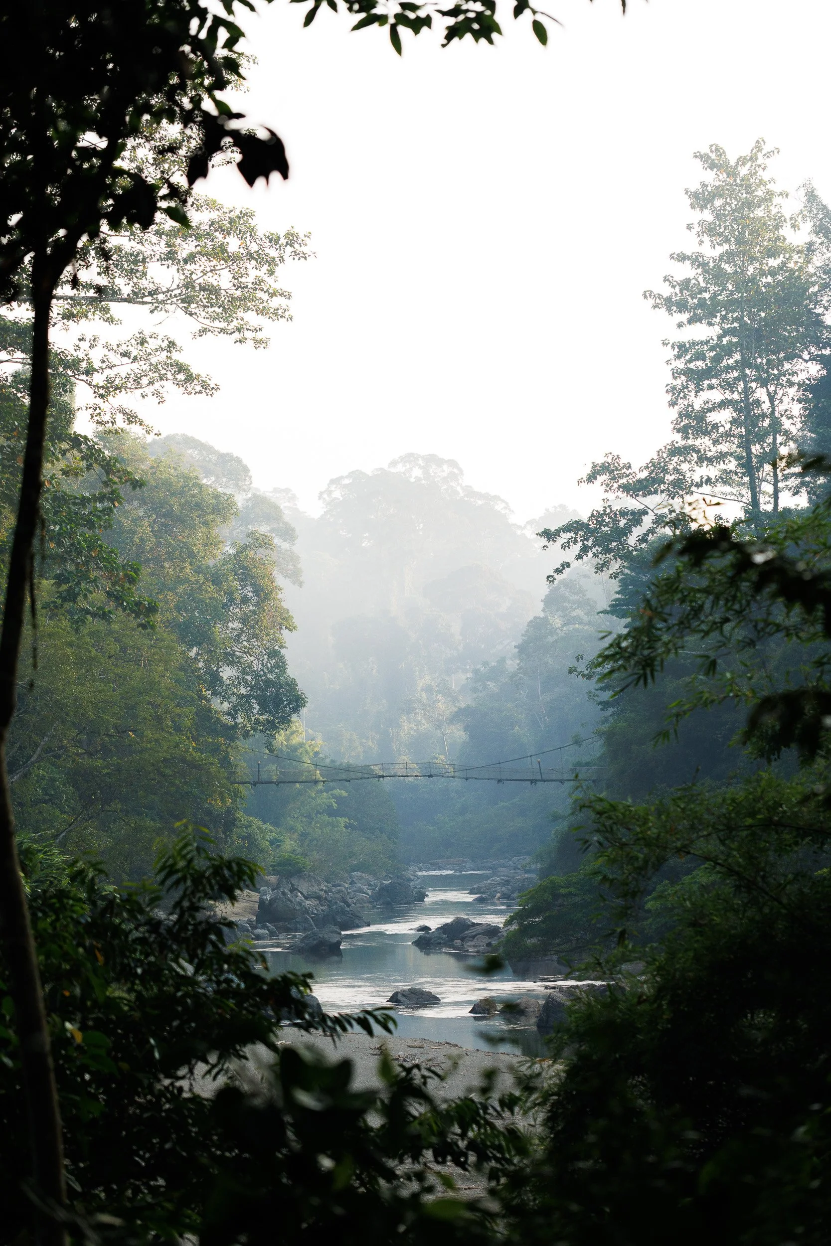 Danum Valley, Borneo, Malaysia.