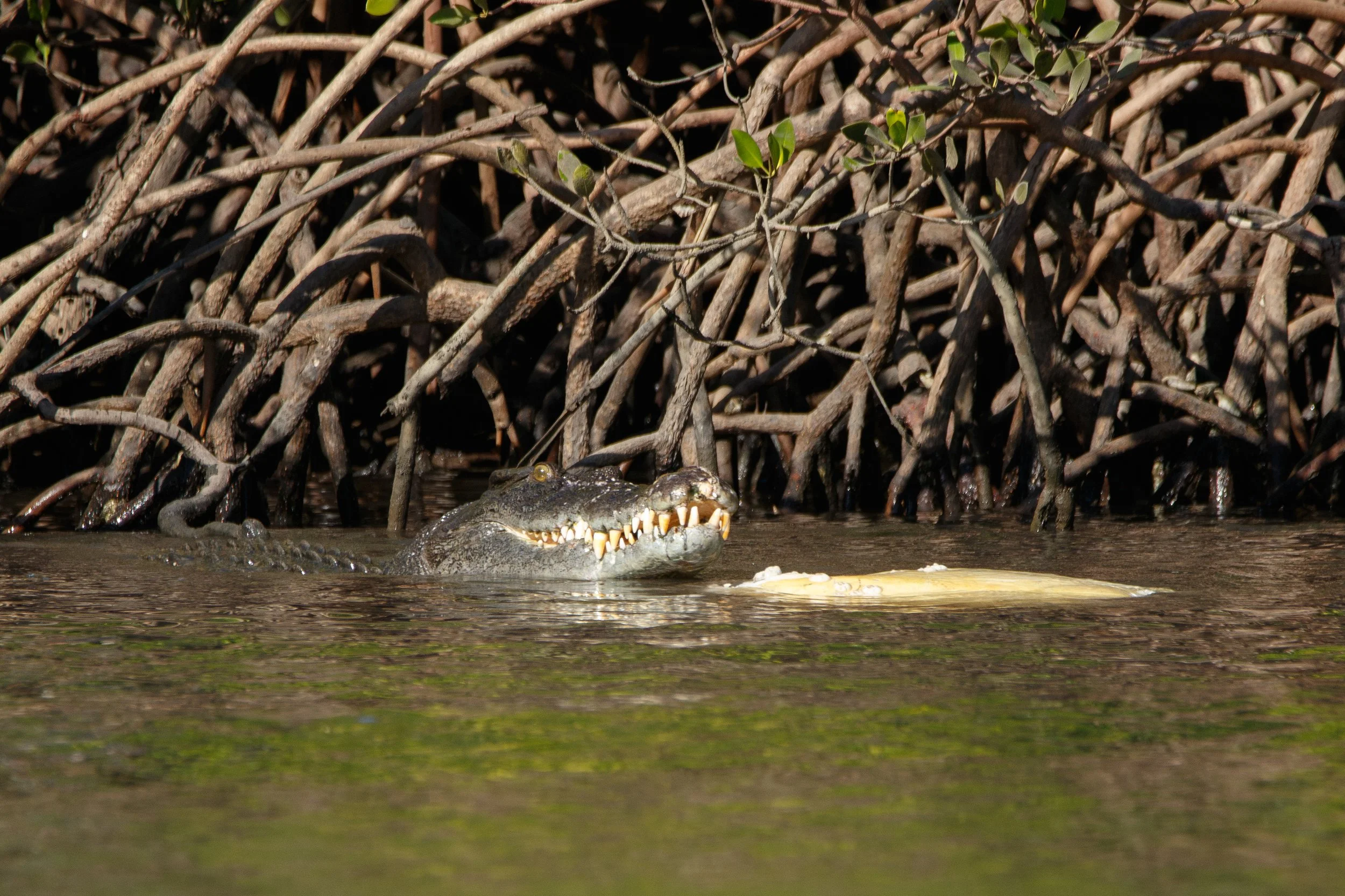 Big salty eating a big green sea turtle