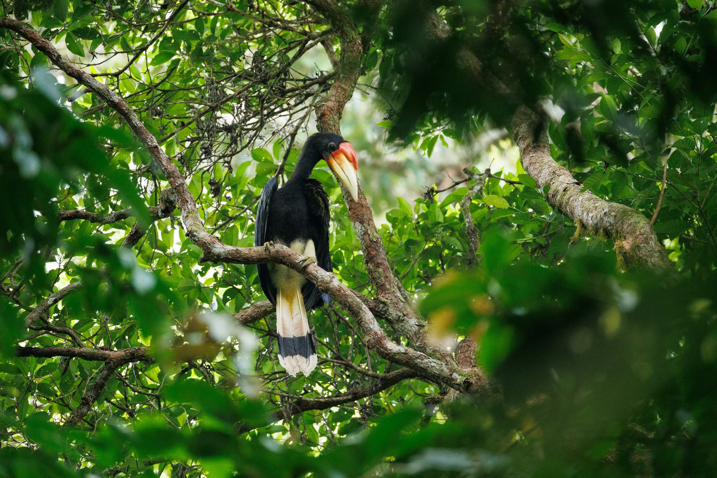 Rhinoceros Hornbill, Danum Valley, Borneo, Malaysia.