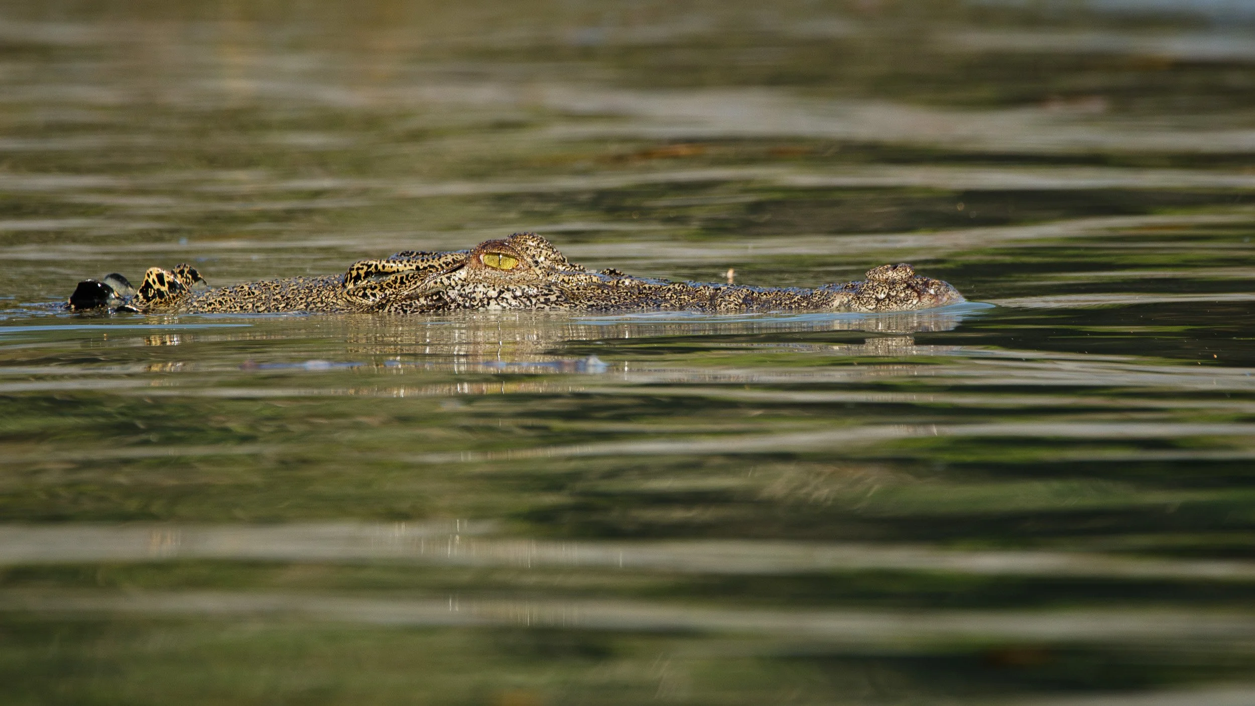 Saltwater Crocodile, Porosus Creek, Kimberley, Western Australia.