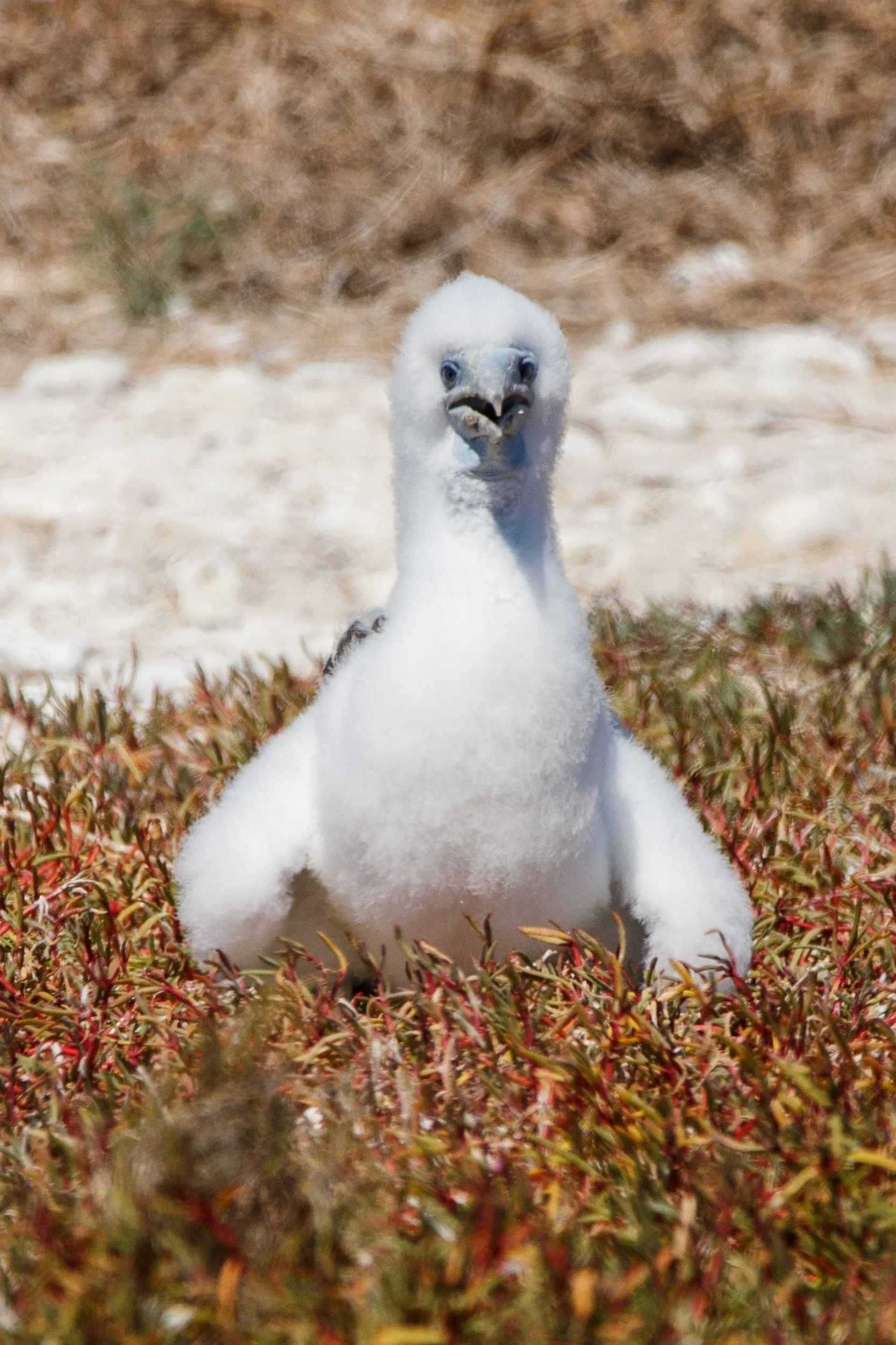 Juvenile Brown Booby, Lacepede Islands, Kimberley, Western Australia.