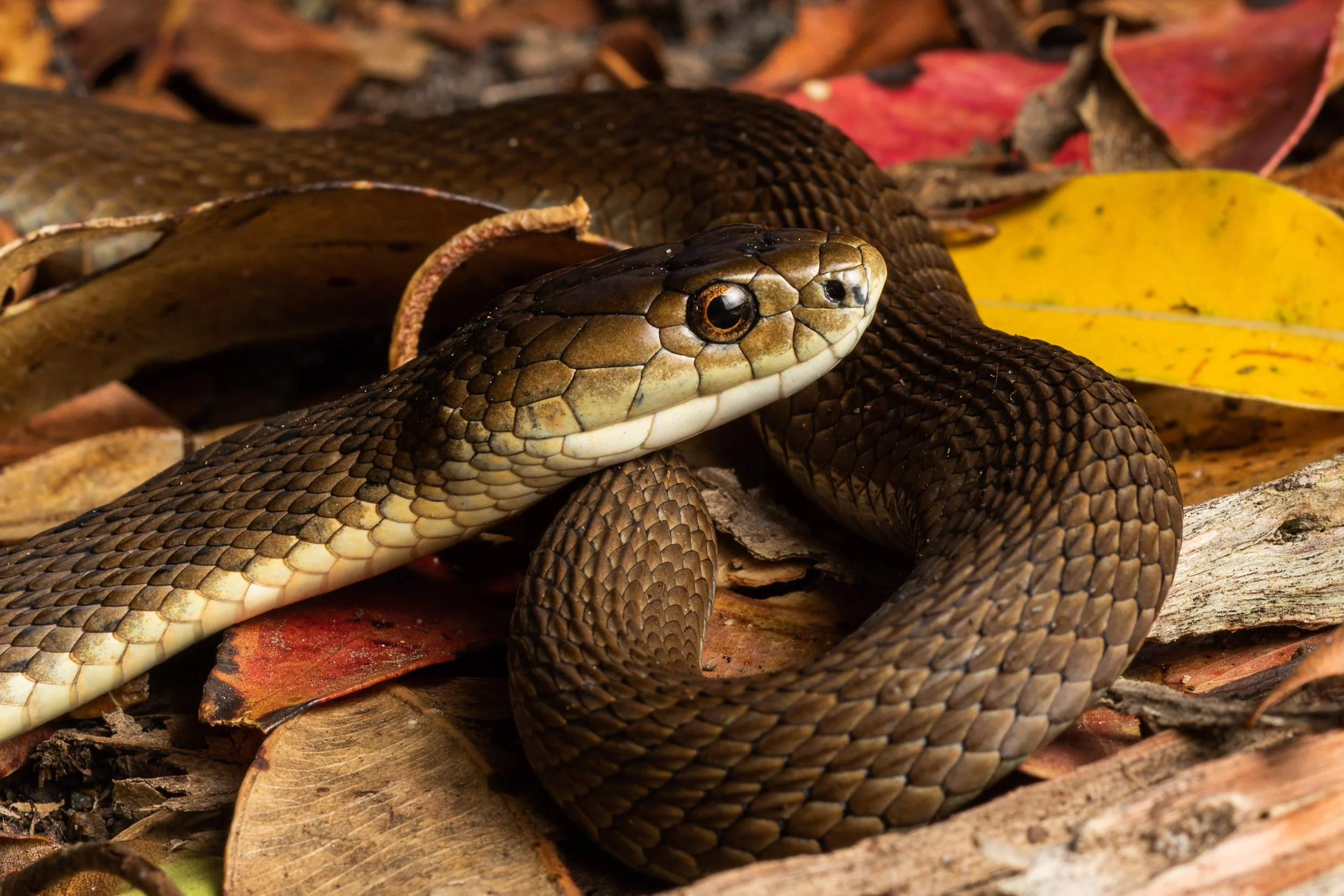 Rough-scaled Snake, Smiths Lake, New South Wales.