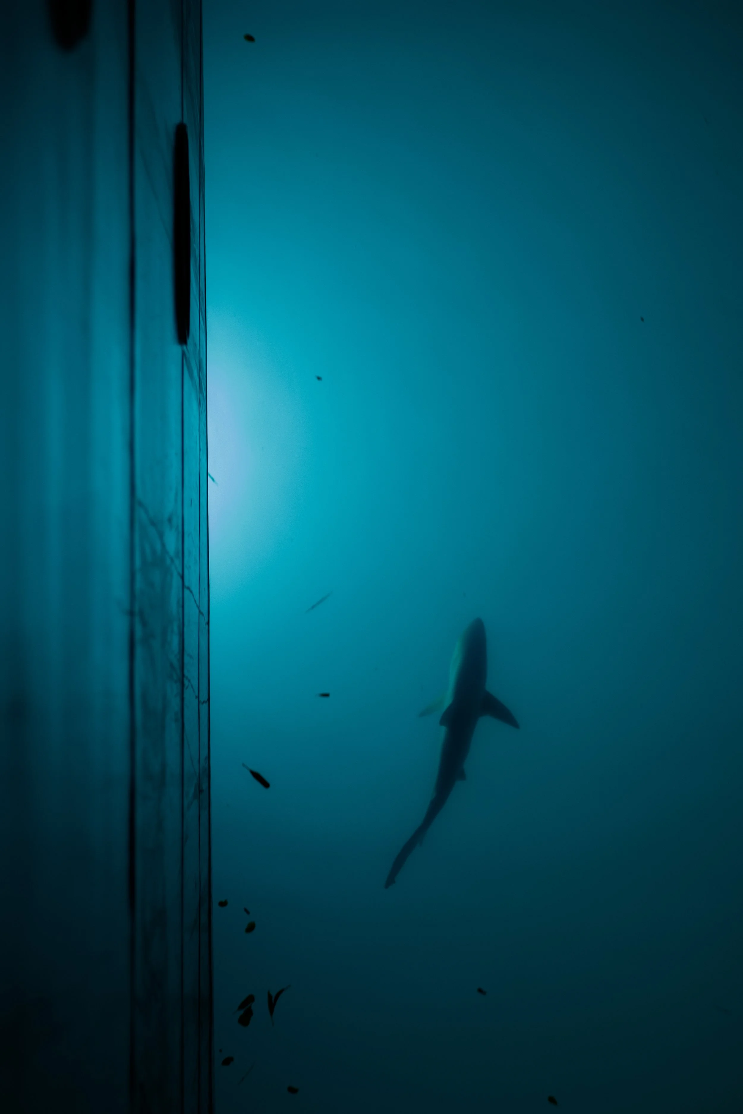Black-tipped Reef Shark near the boat