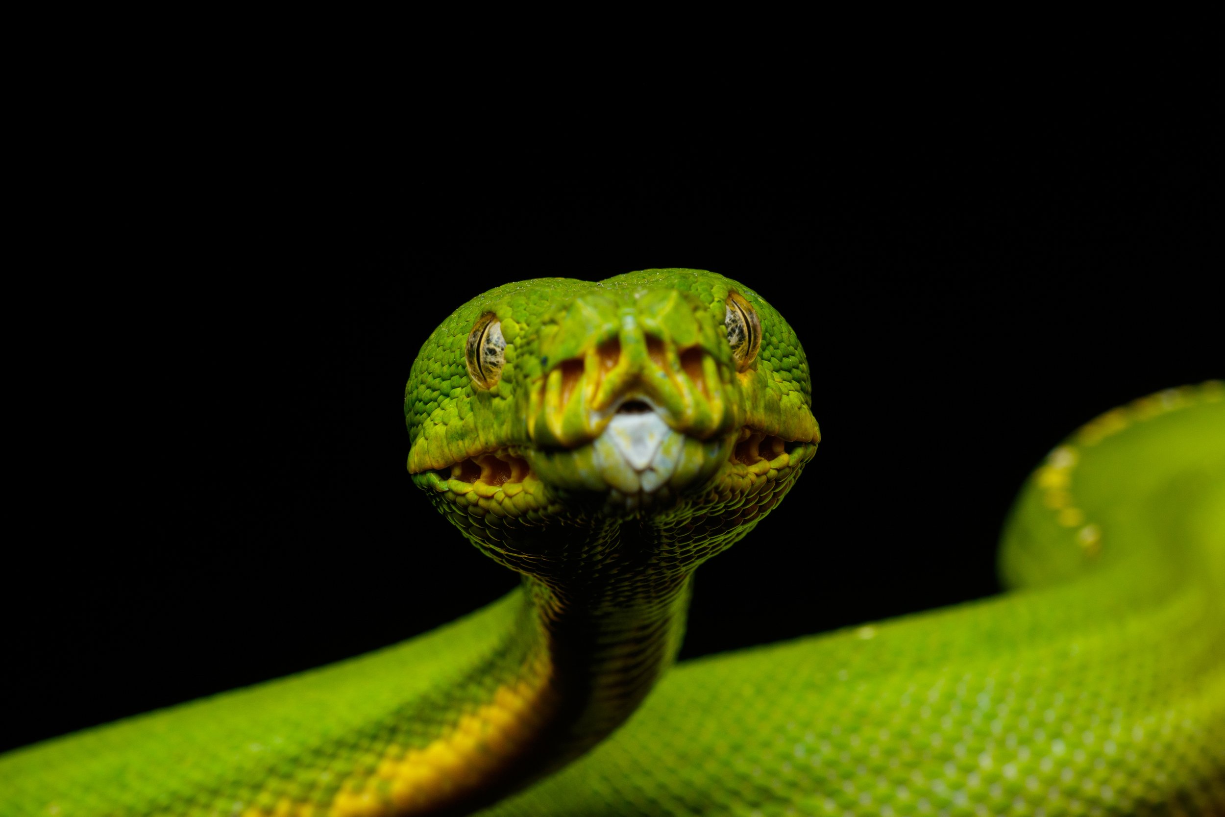 Reptiles & Frogs