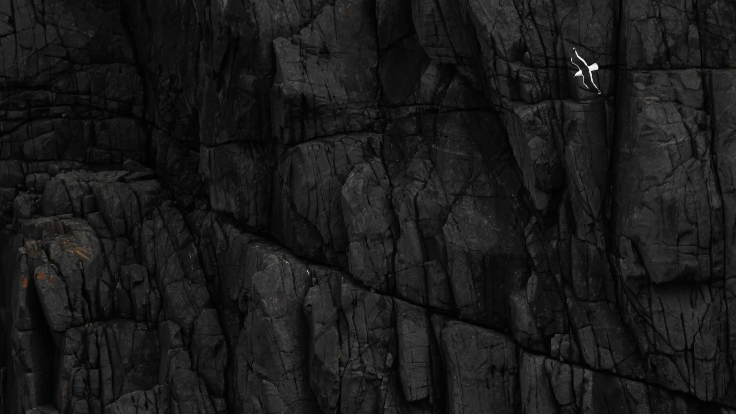 Gull on the cliffs