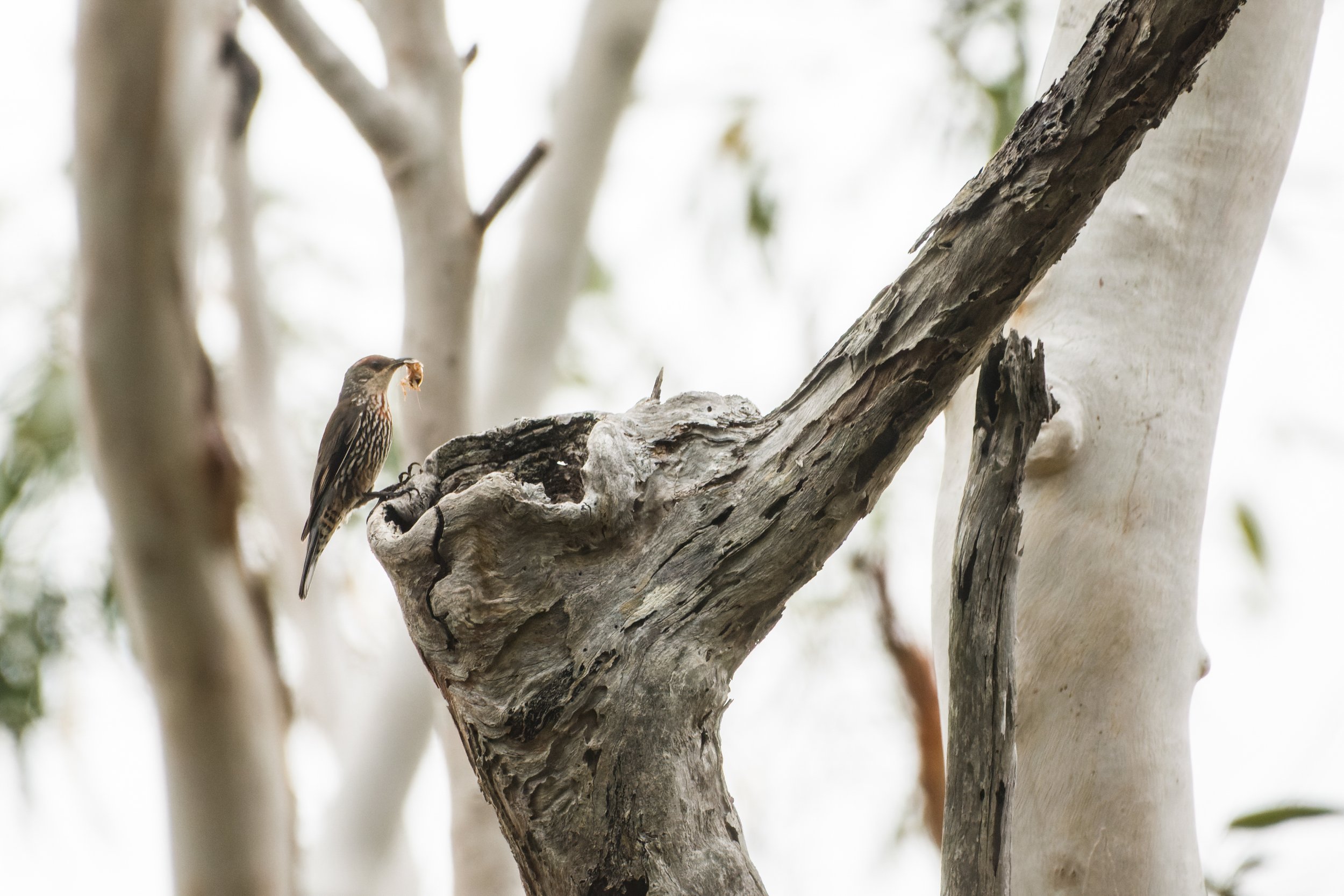 coastal nest record of red-browed treecreeper.