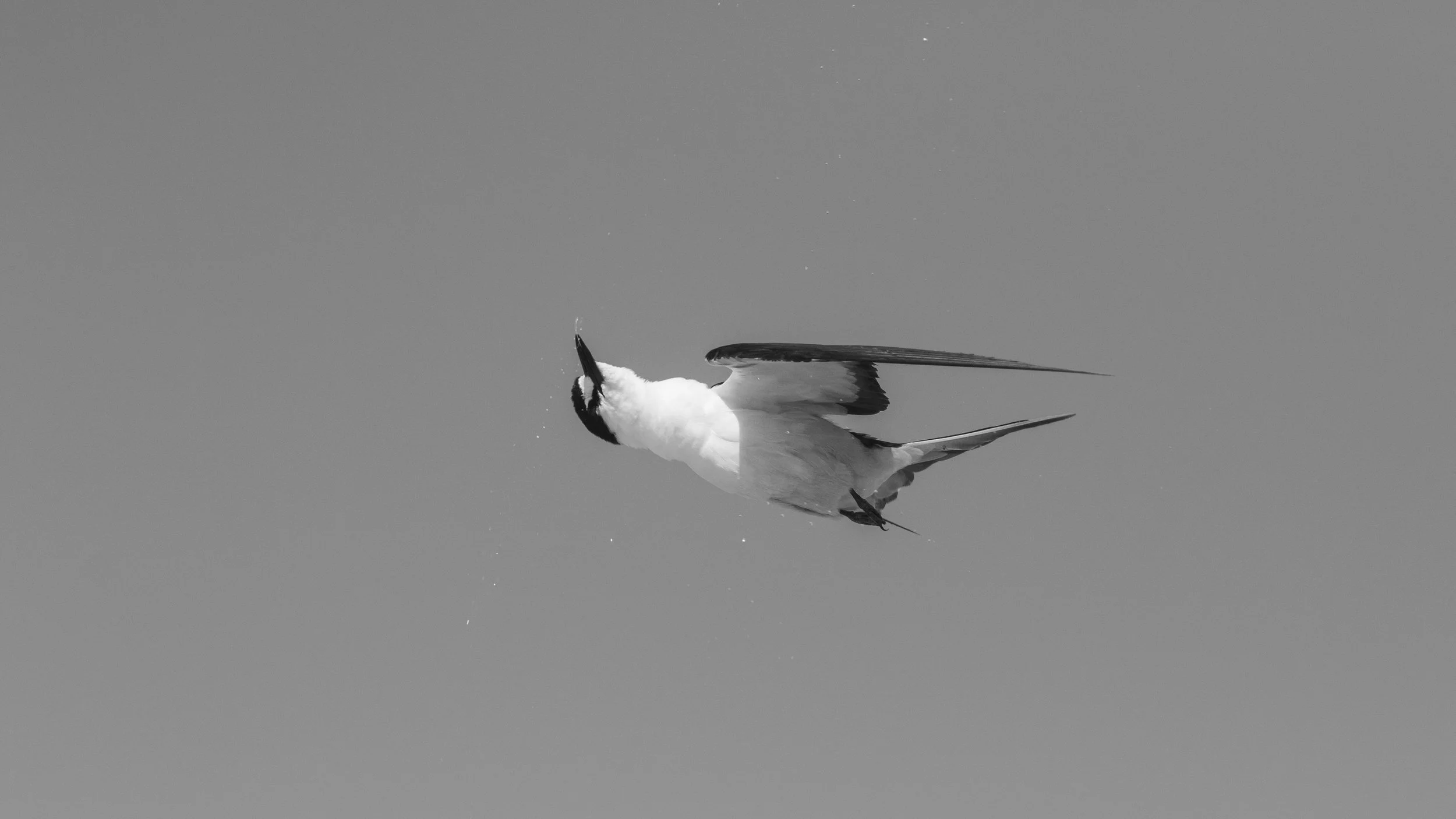 Sooty Tern