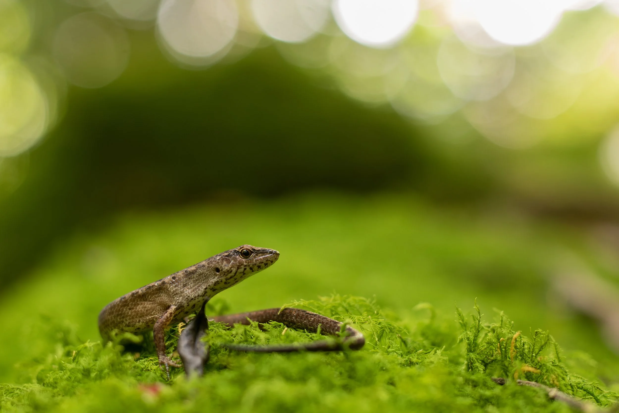 Murray Kelman Photography - image-127.jpg