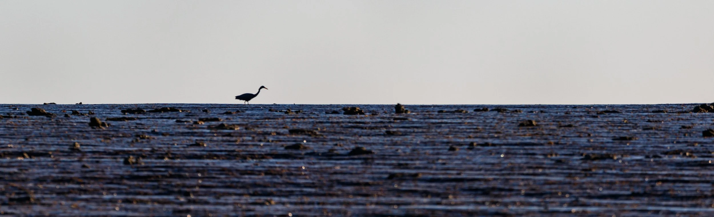 Eastern Reef Egret, Montgomery Reef, Kimberley, Western Australia.