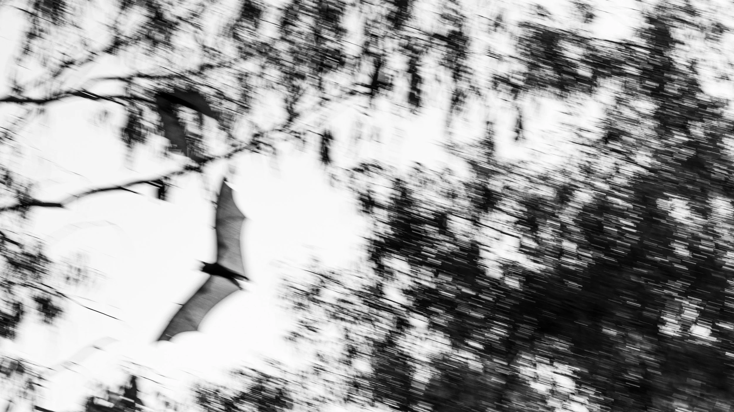 Little Red Flying-fox, Gulf Country, Northern Territory.