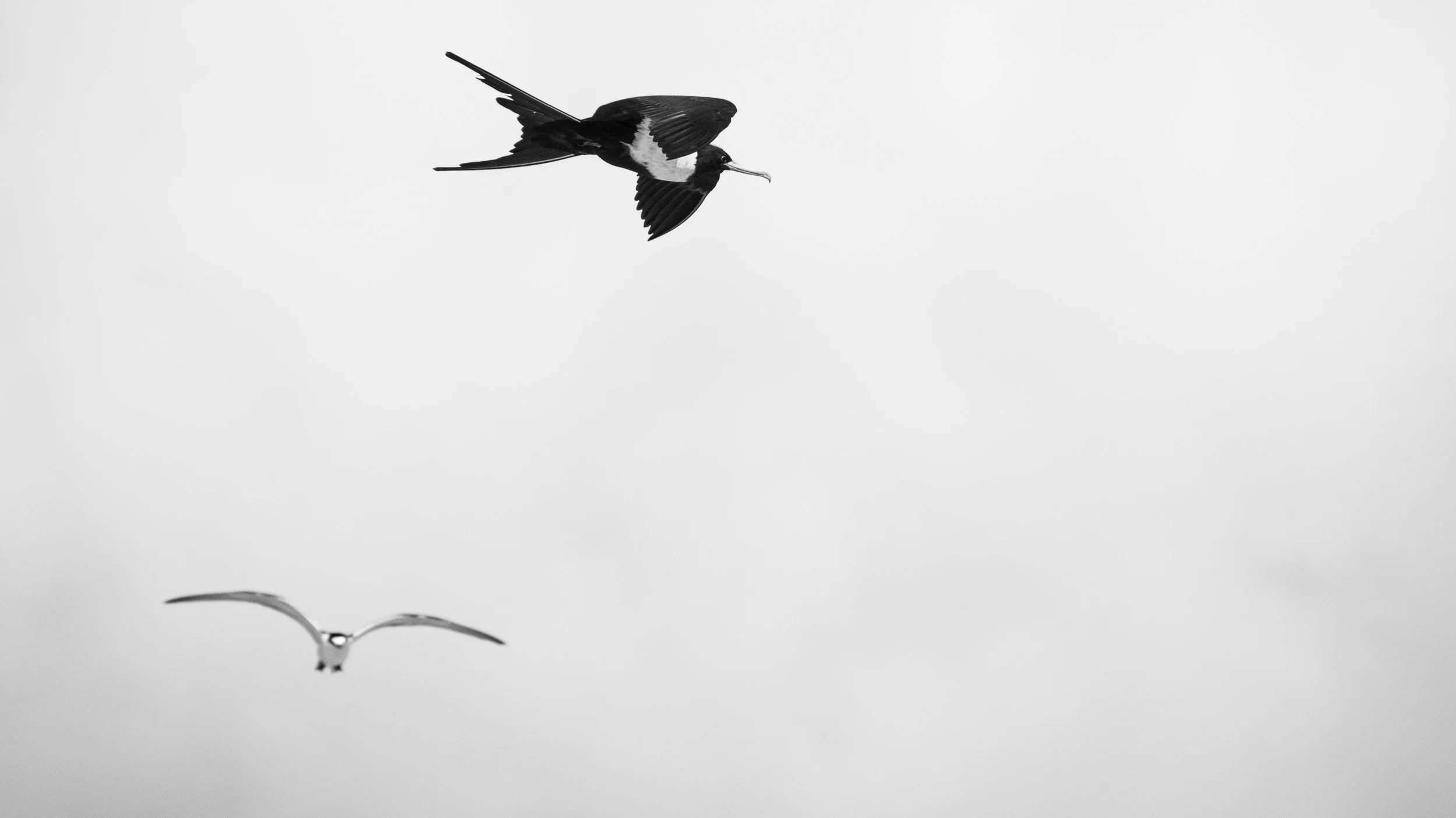 Lesser Frigatebird, Ashmore Reef, Timor Sea.