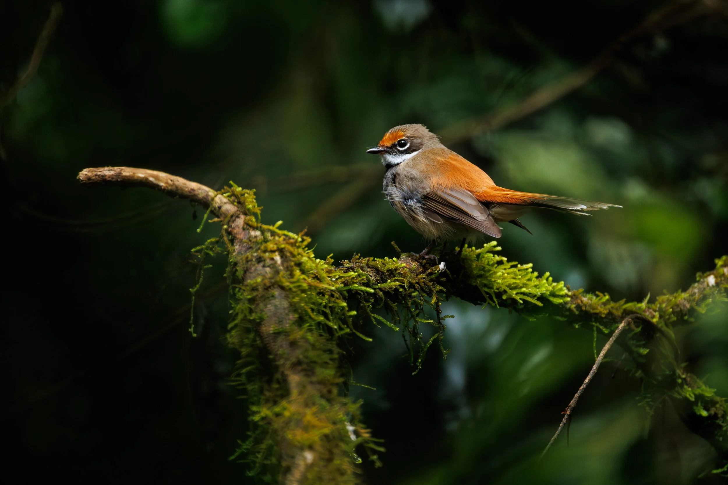 Rufous Fantail, Border Ranges National Park, New South Wales.