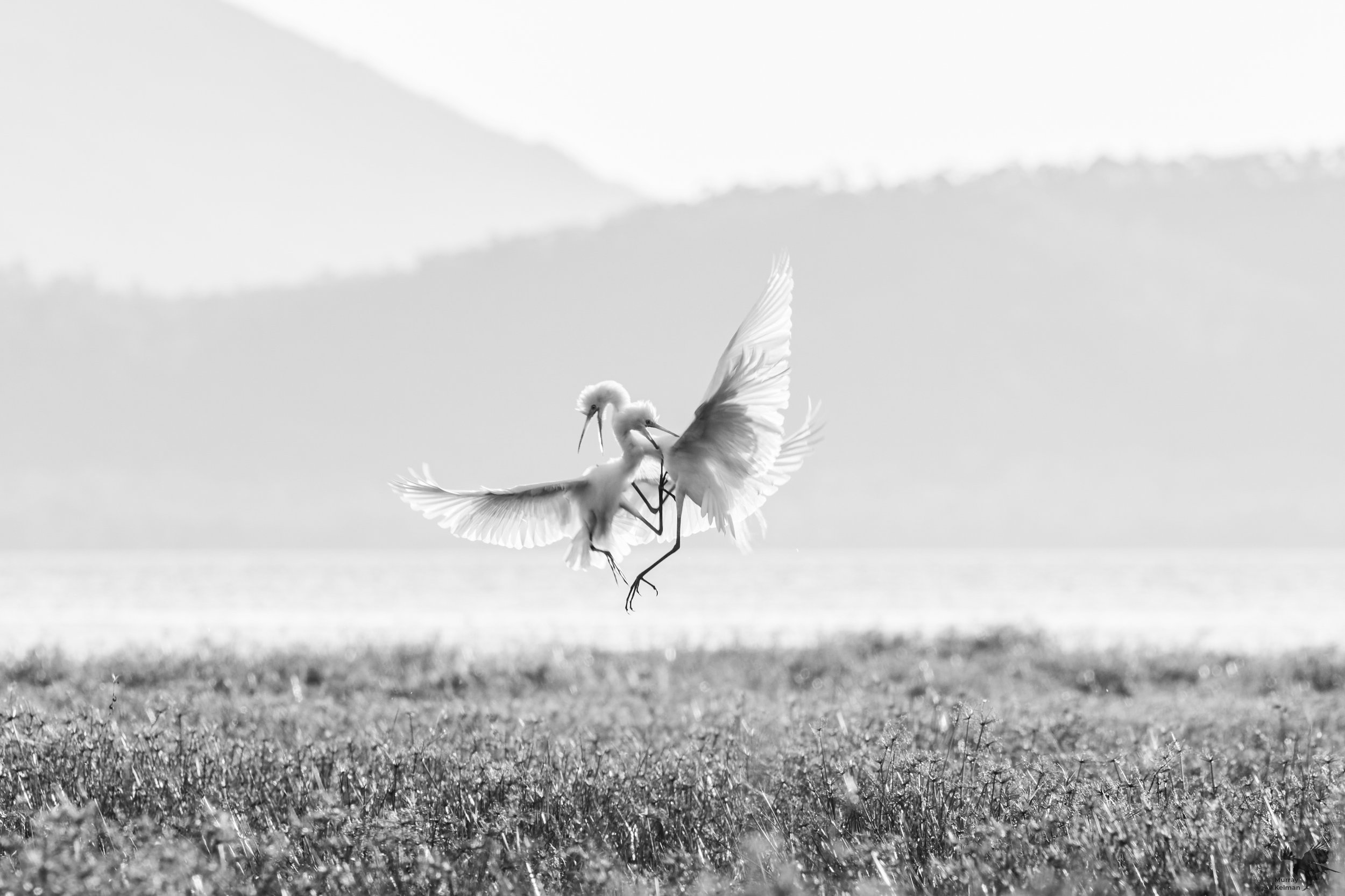 Egrets having a stoush