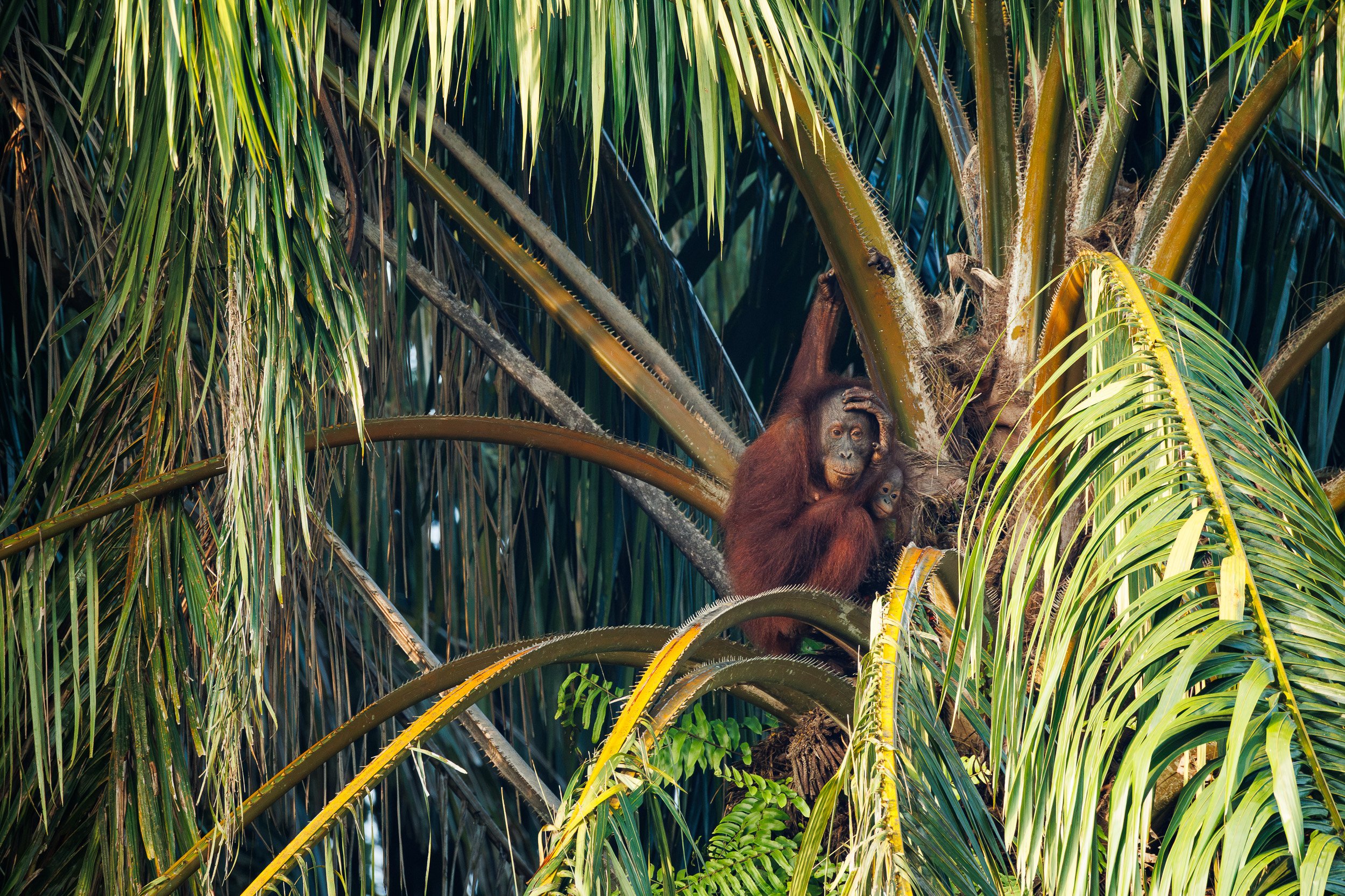 Bornean Orangutan, Kinabatangan River, Borneo, Malaysia.