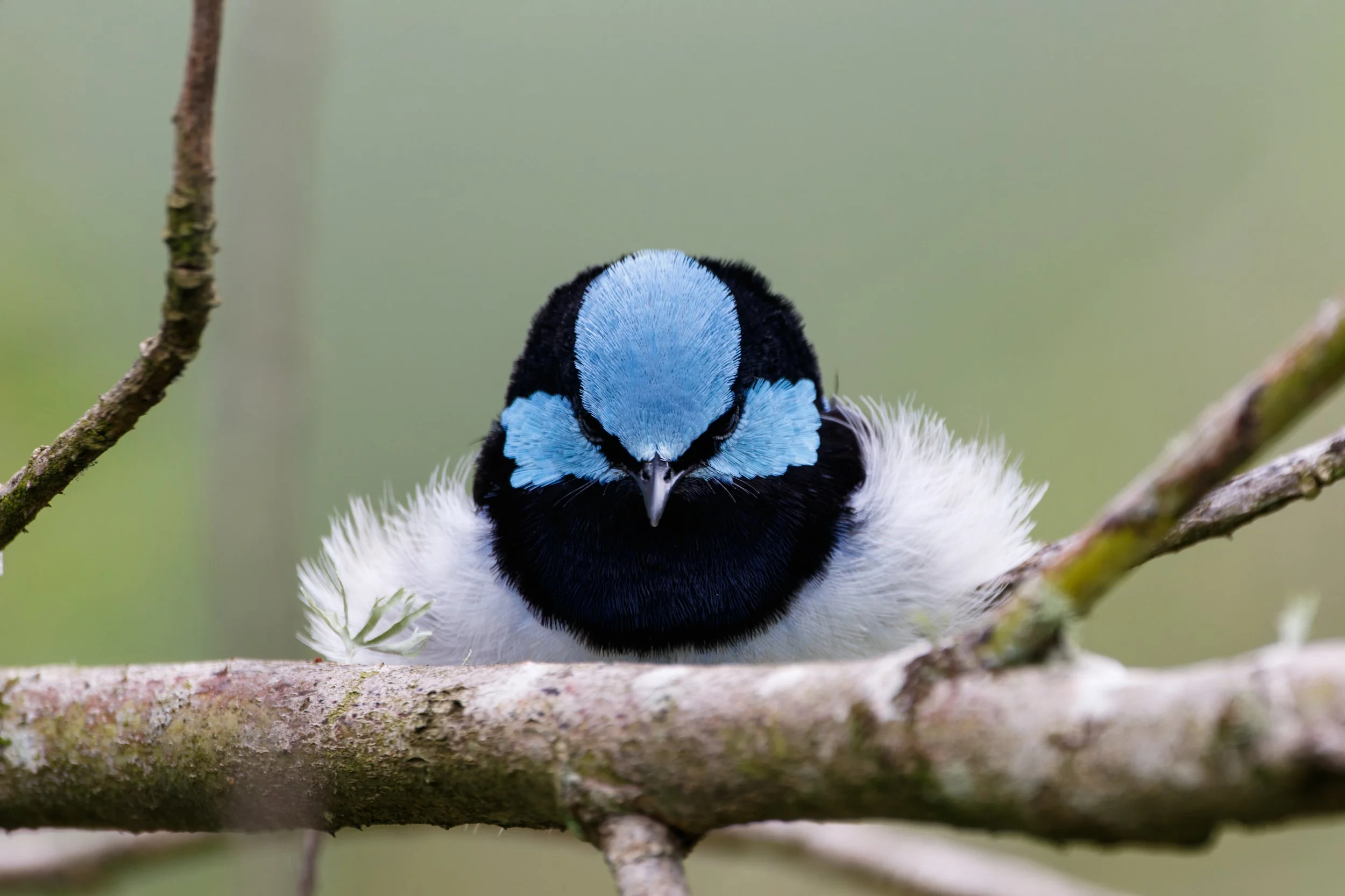 Angry Superb Fairywren