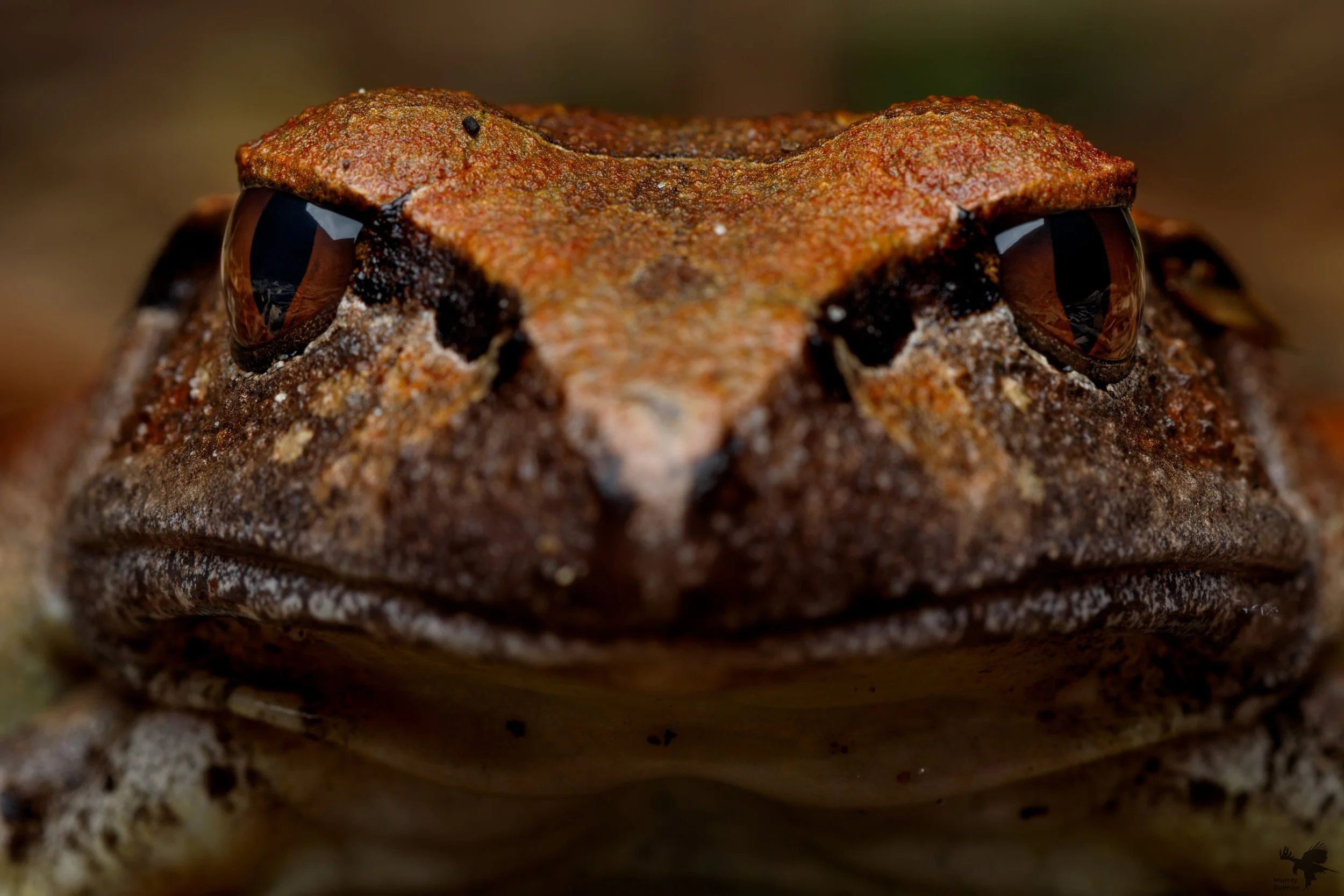 Murray Kelman Photography - image-51.jpg