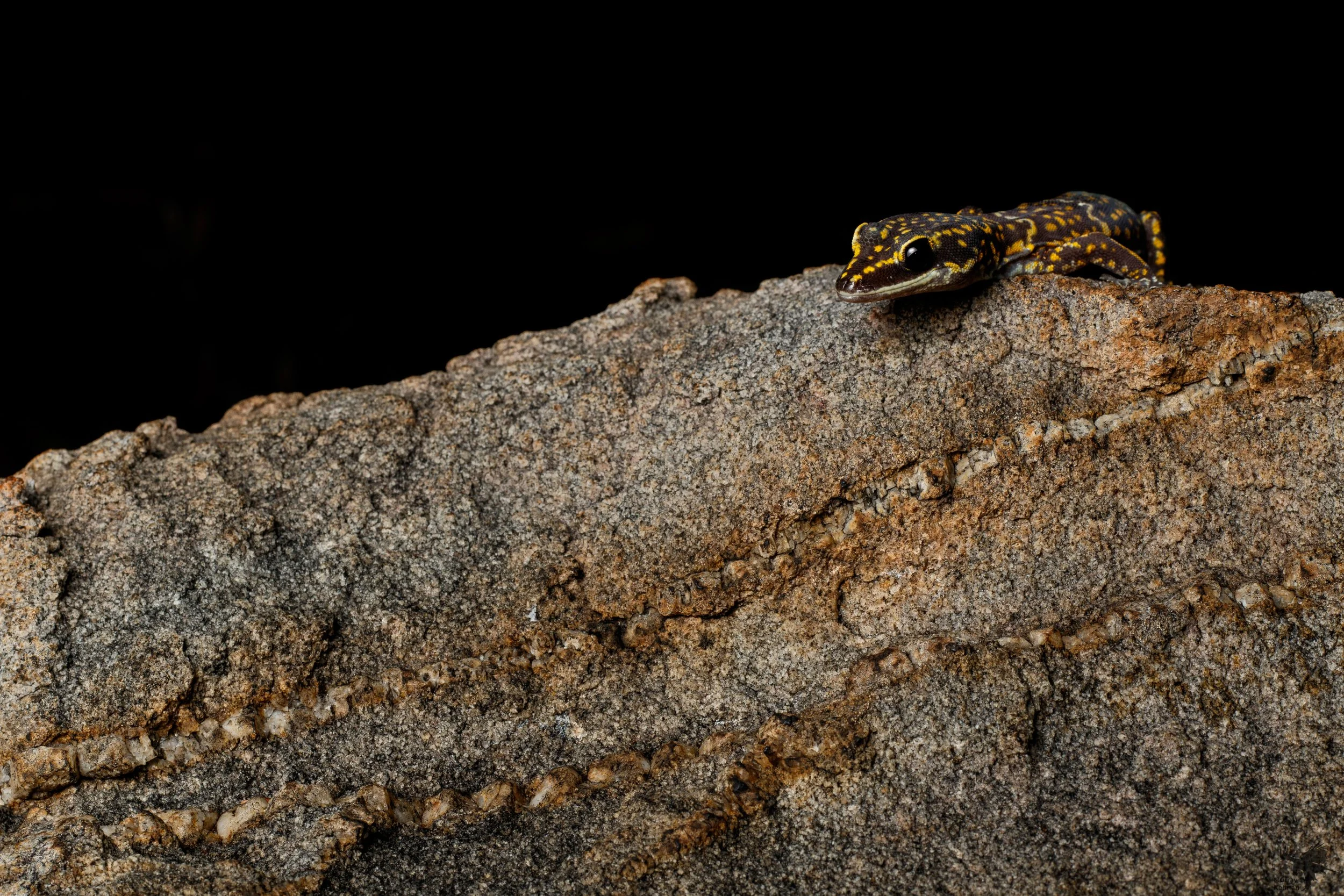 oedura marmorata