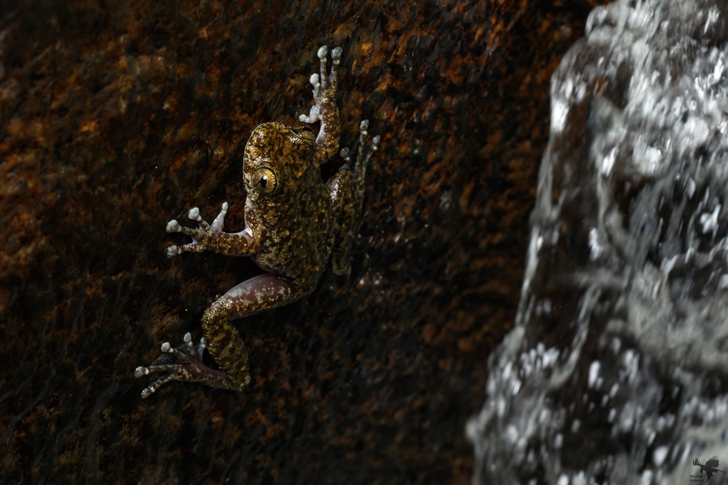 Murray Kelman Photography - image-49.jpg