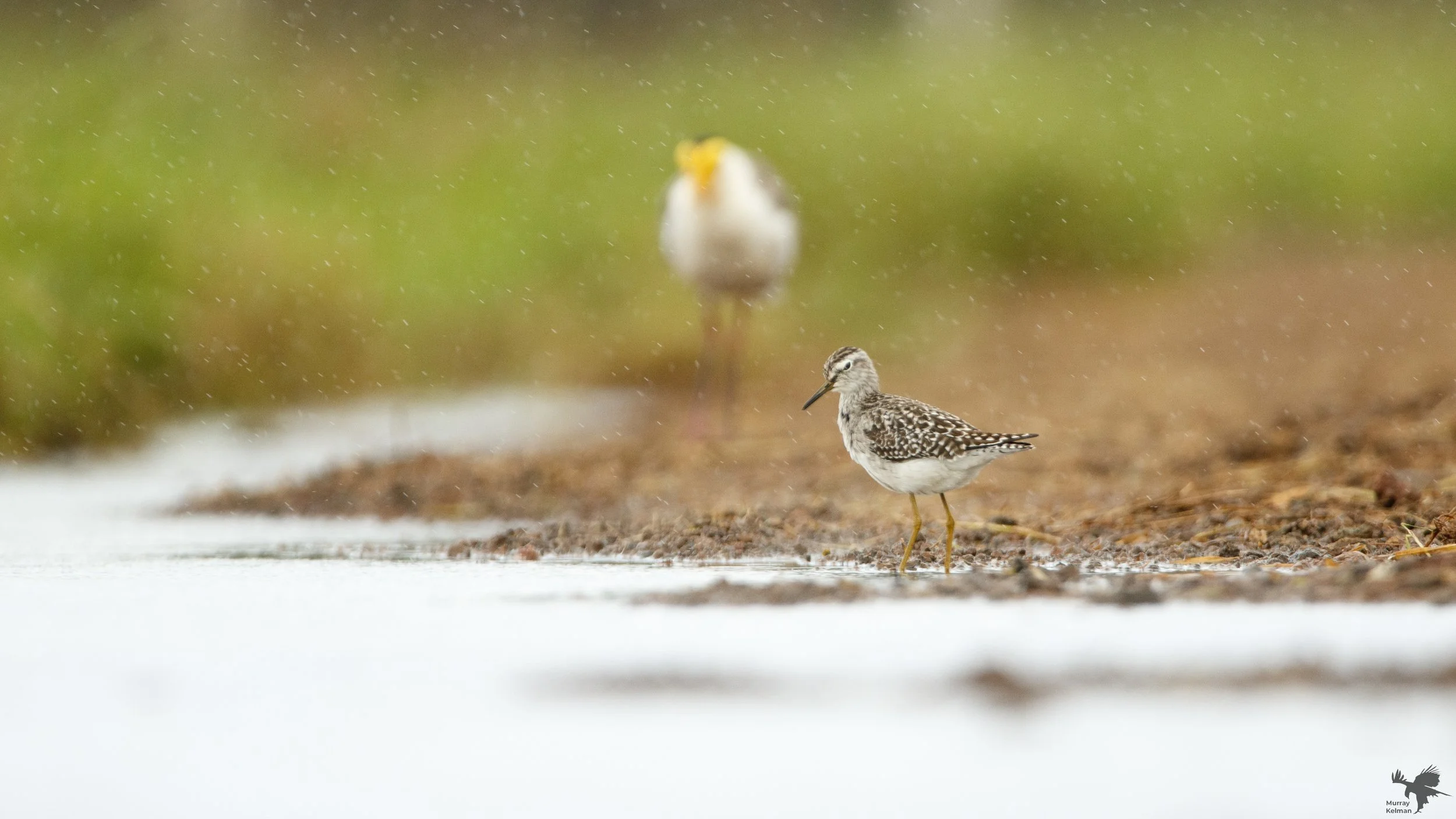 no one likes the rain