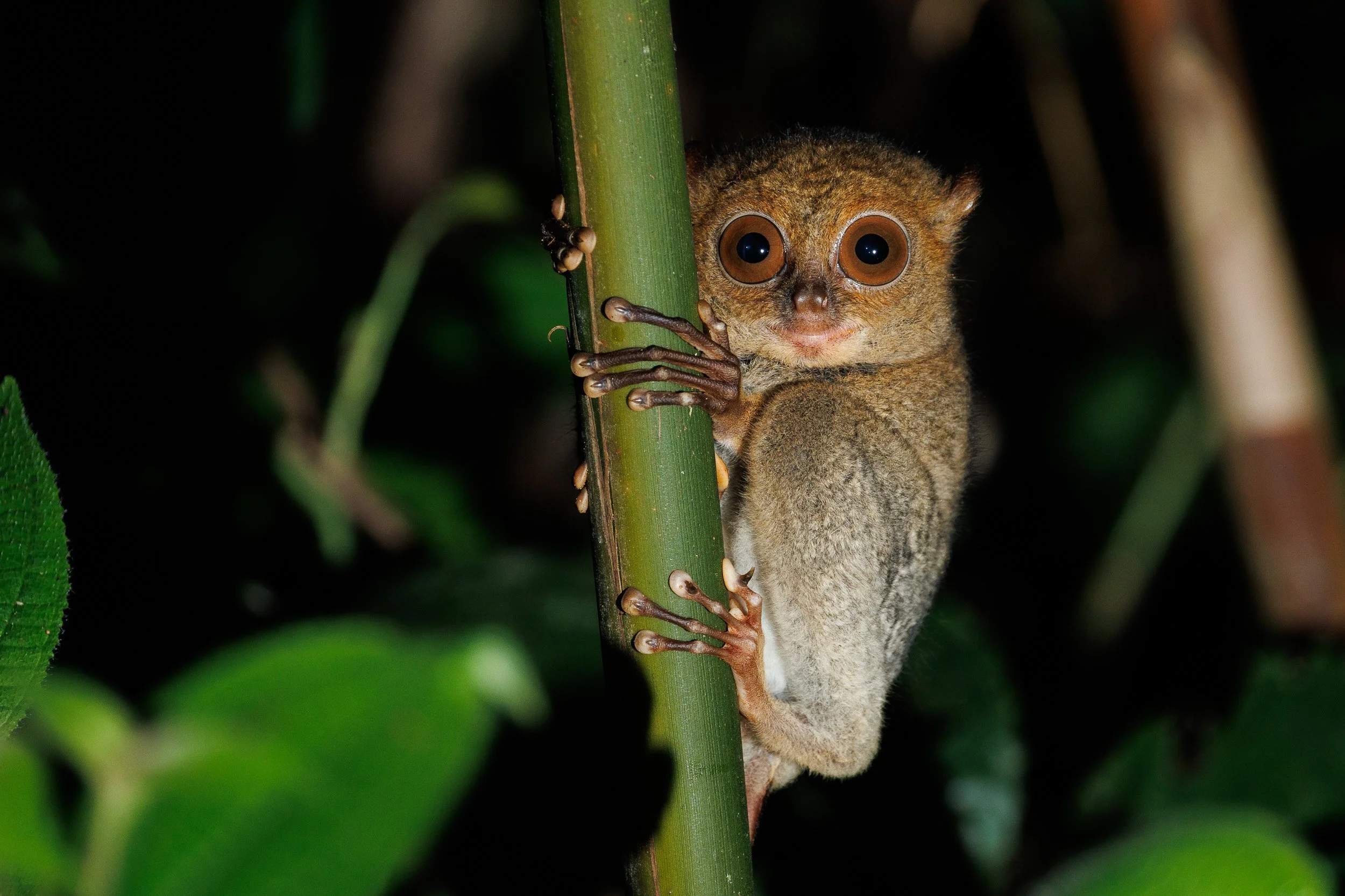 Western Tarsier, Danum Valley, Borneo, Malaysia.
