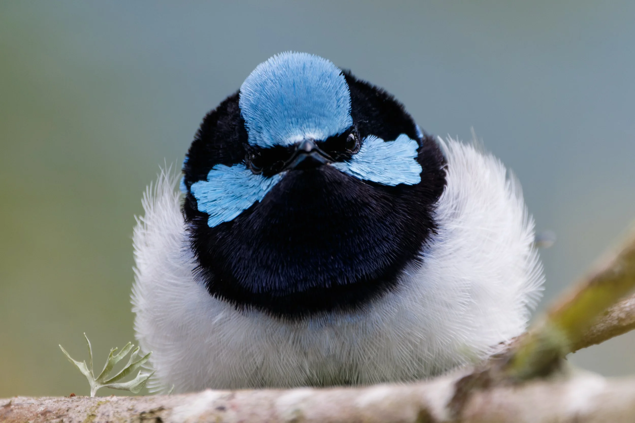 Feathers