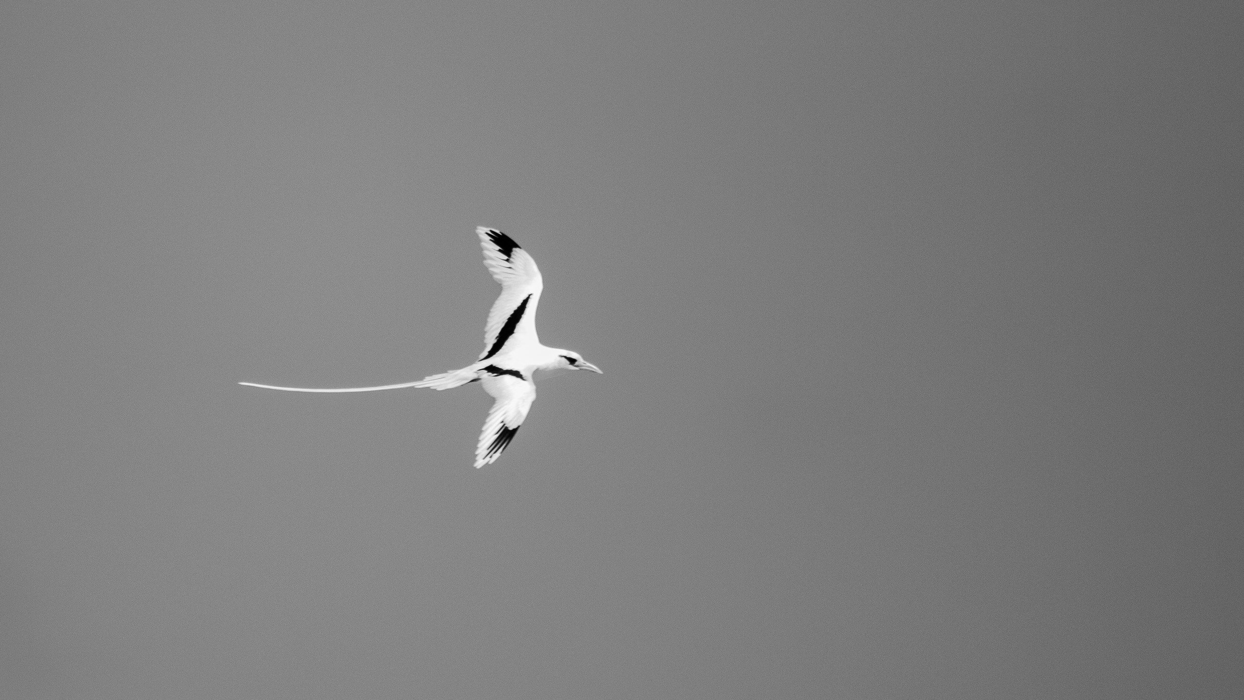 White-tailed Tropicbird, Ashmore Reef, Timor Sea.