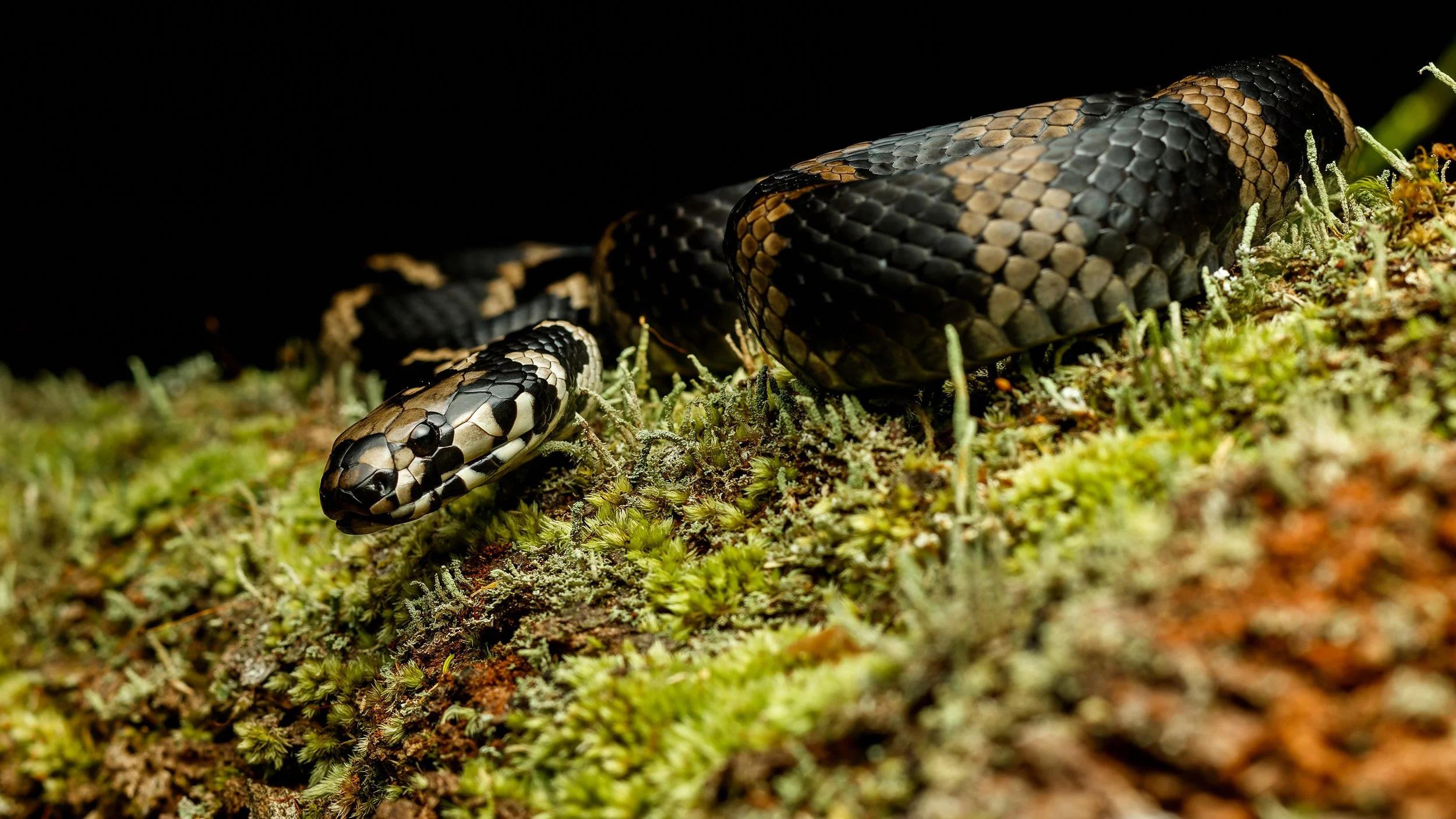 Stephens' Banded Snake, Smiths Lake, New South Wales.