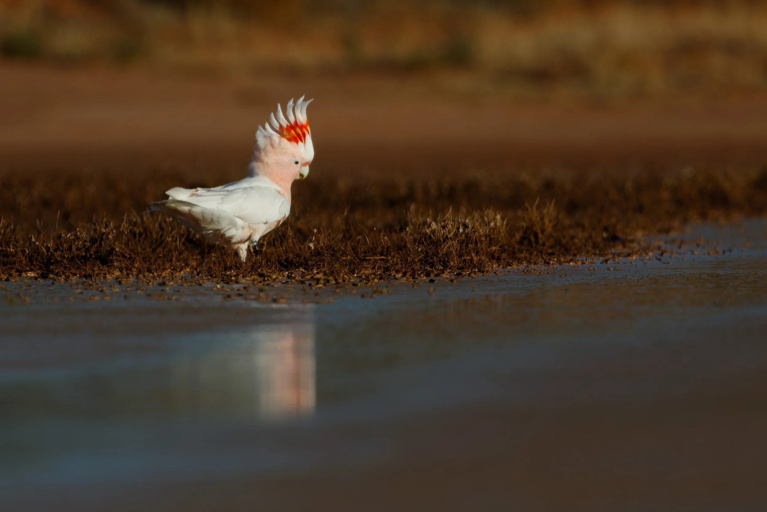 Pink Cockatoo, Currawinya National Park, Queensland.