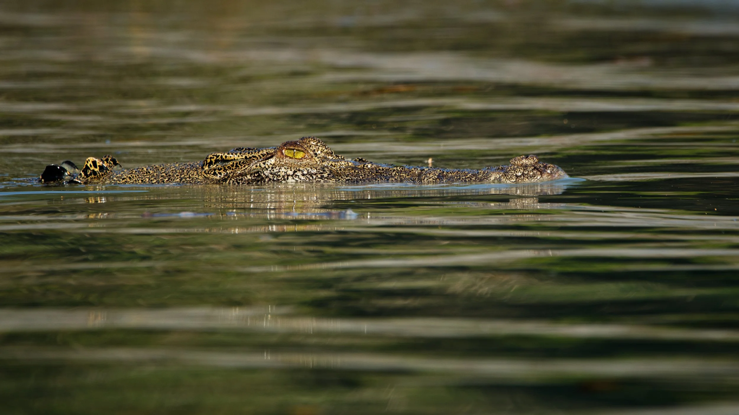 Croc head
