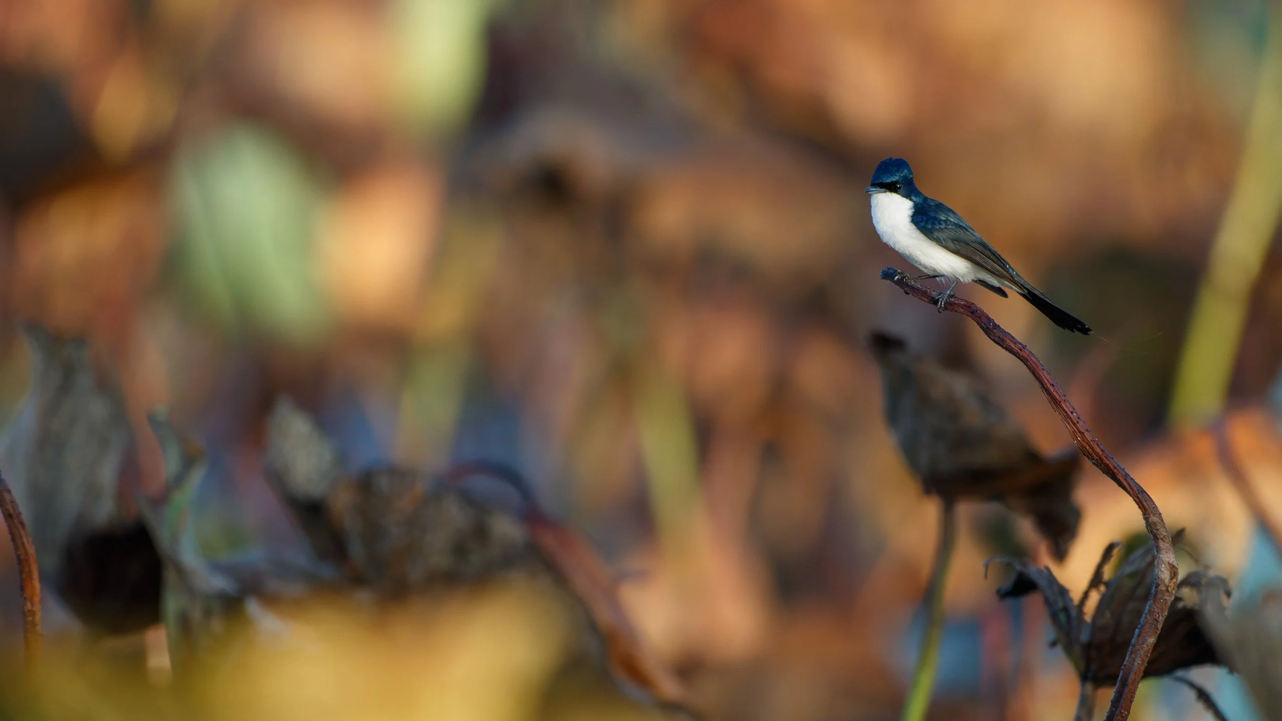 Paperbark Flycatcher, Fogg Dam, Northern Territory.