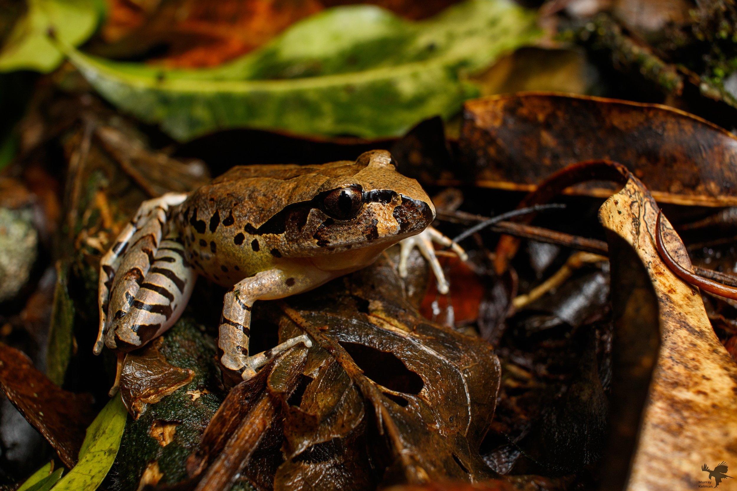 Murray Kelman Photography - image-62.jpg