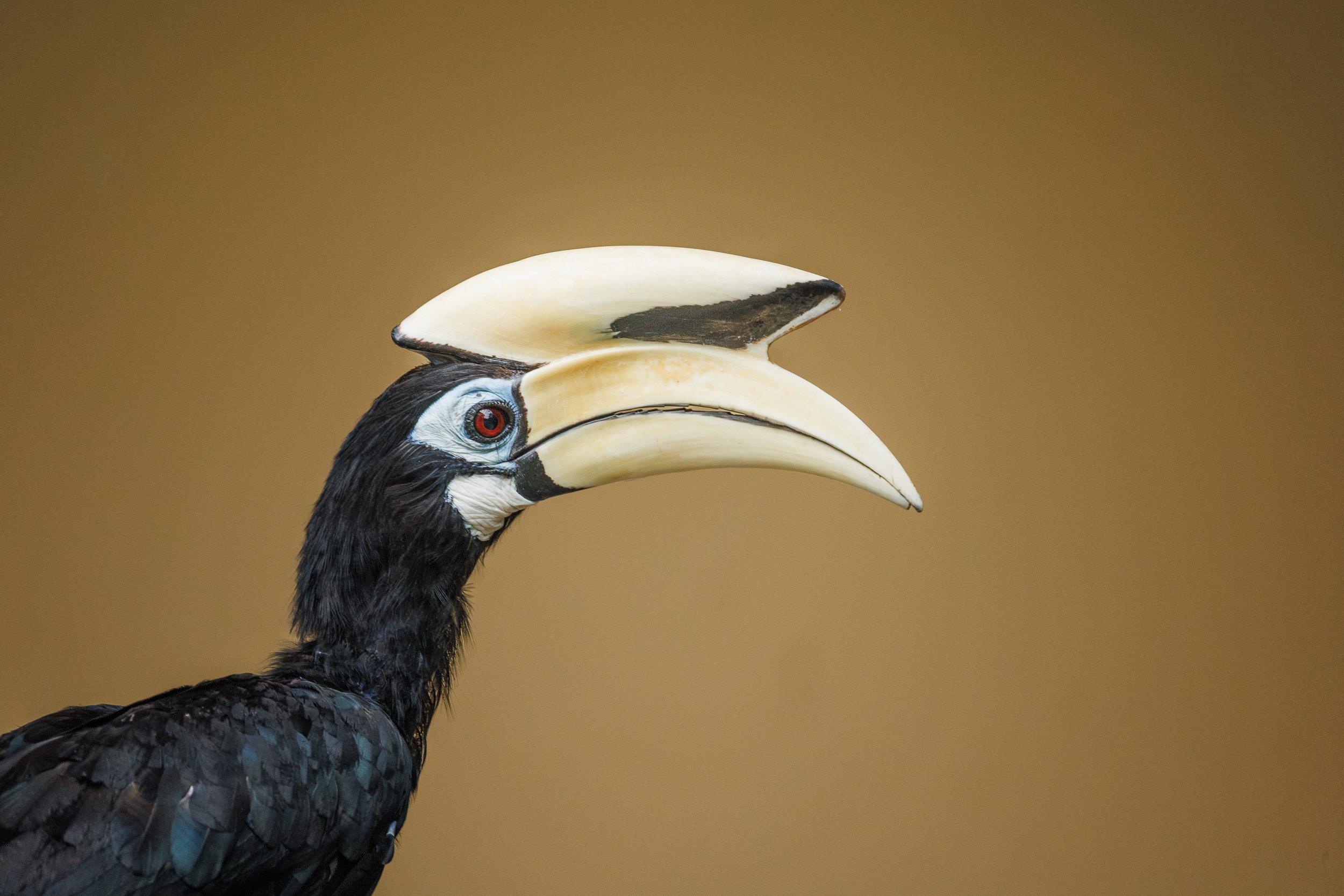 Pied Hornbill, Danum Valley, Borneo, Malaysia.