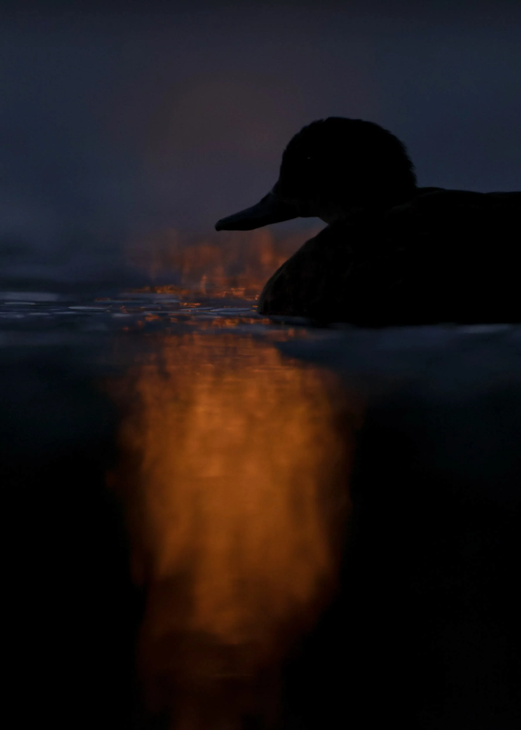 Urban duck