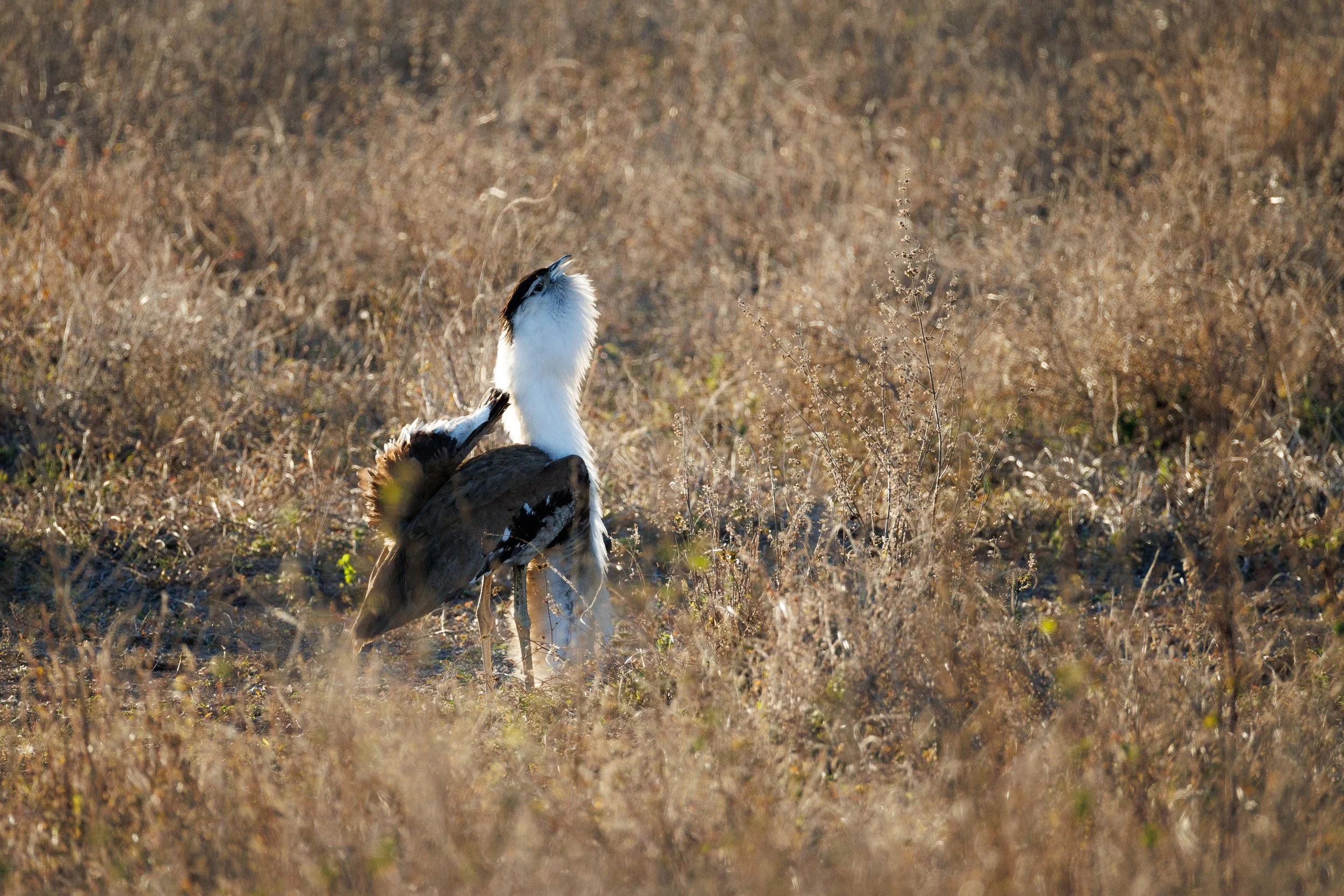 Australian Bustard, Mt Carbine, Queensland.