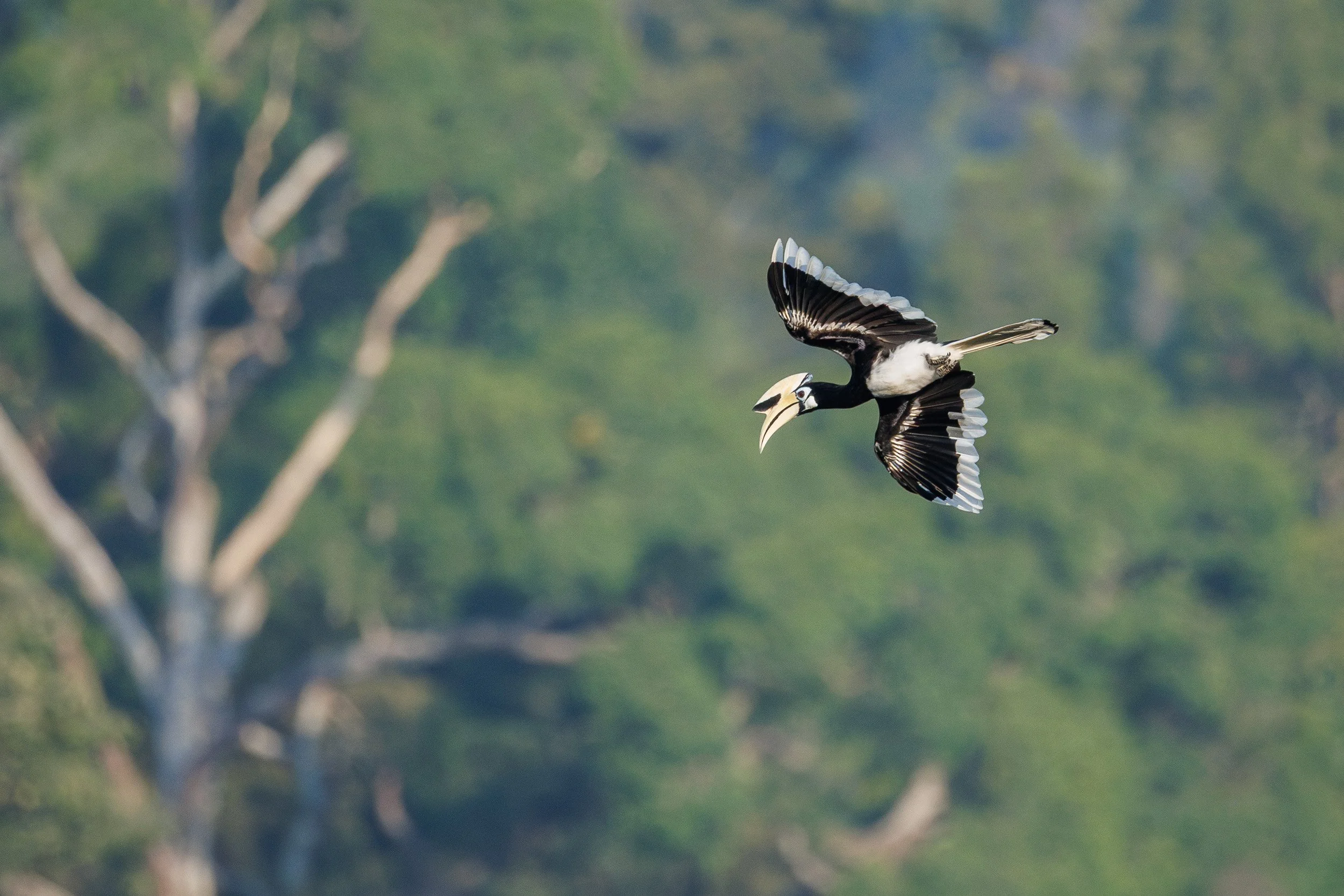 Pied Hornbill, Gomantong Caves, Borneo, Malaysia.