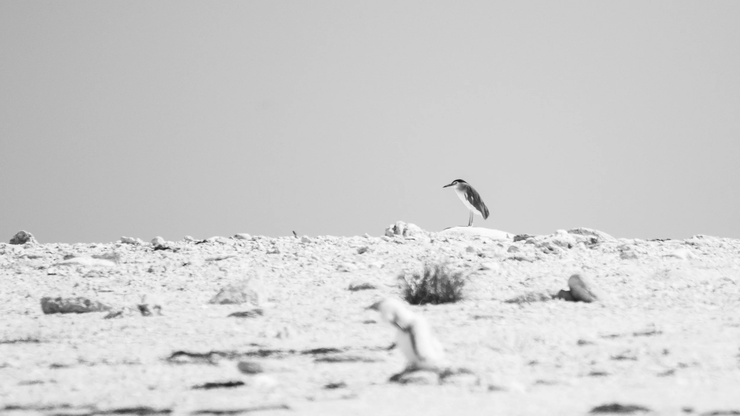Nigh heron at the Lacepedes