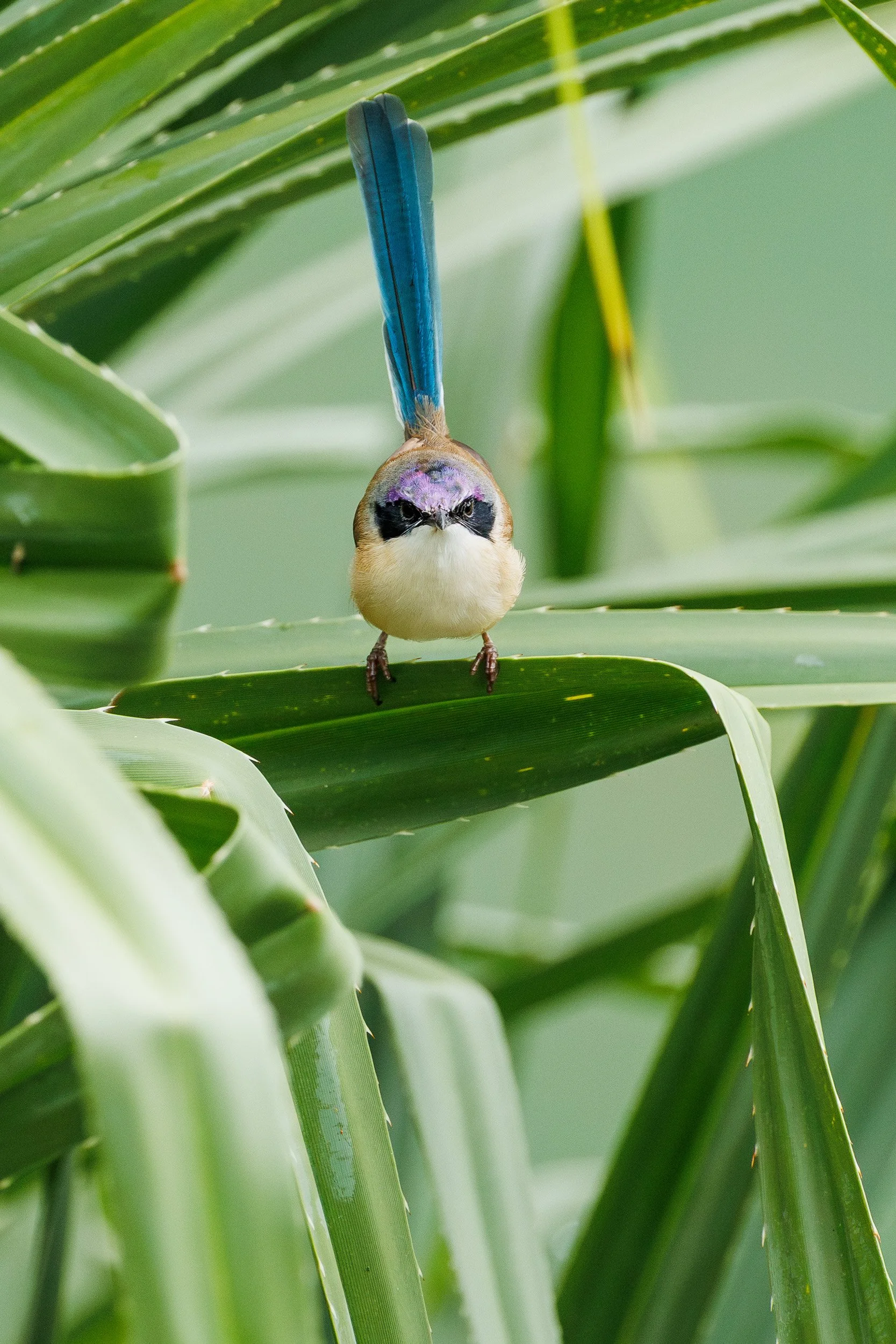 Purple-crowned Fairywren, Queensland.