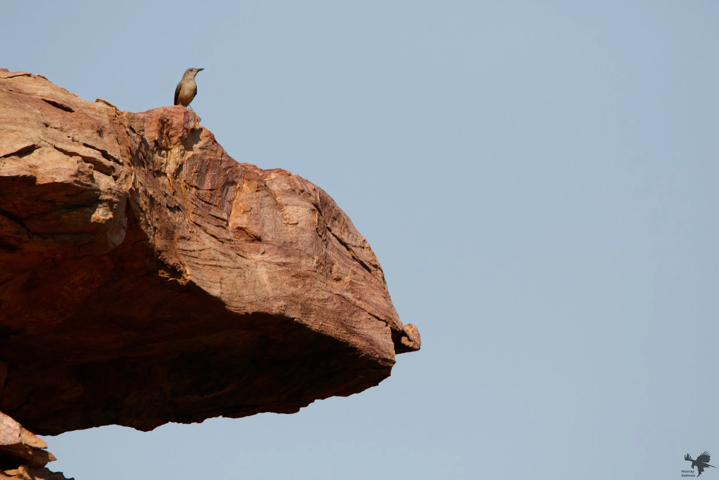 Sandstone shrikethrush