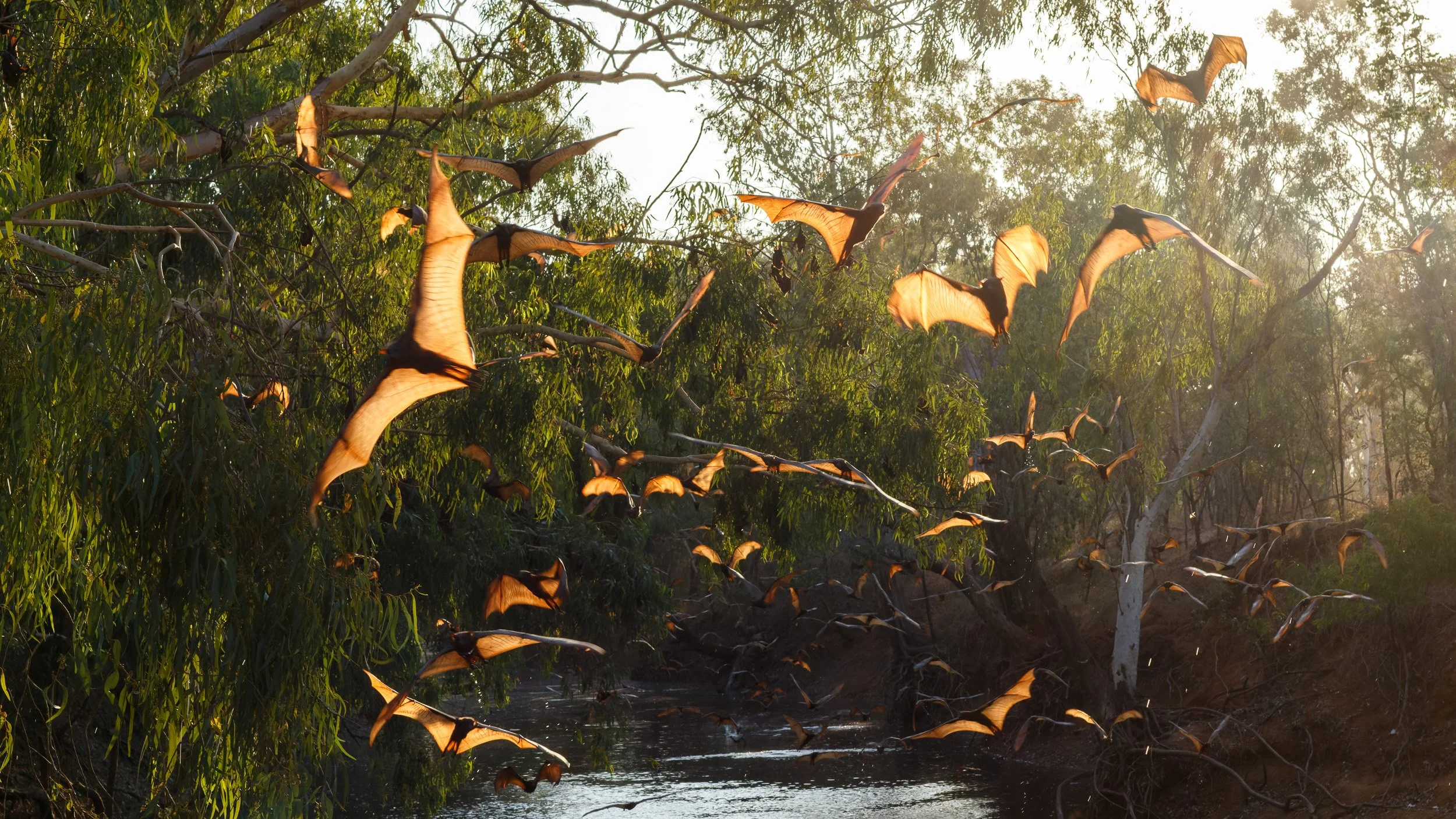 Little Red Flying-foxes, Gulf Country, Northern Territory.
