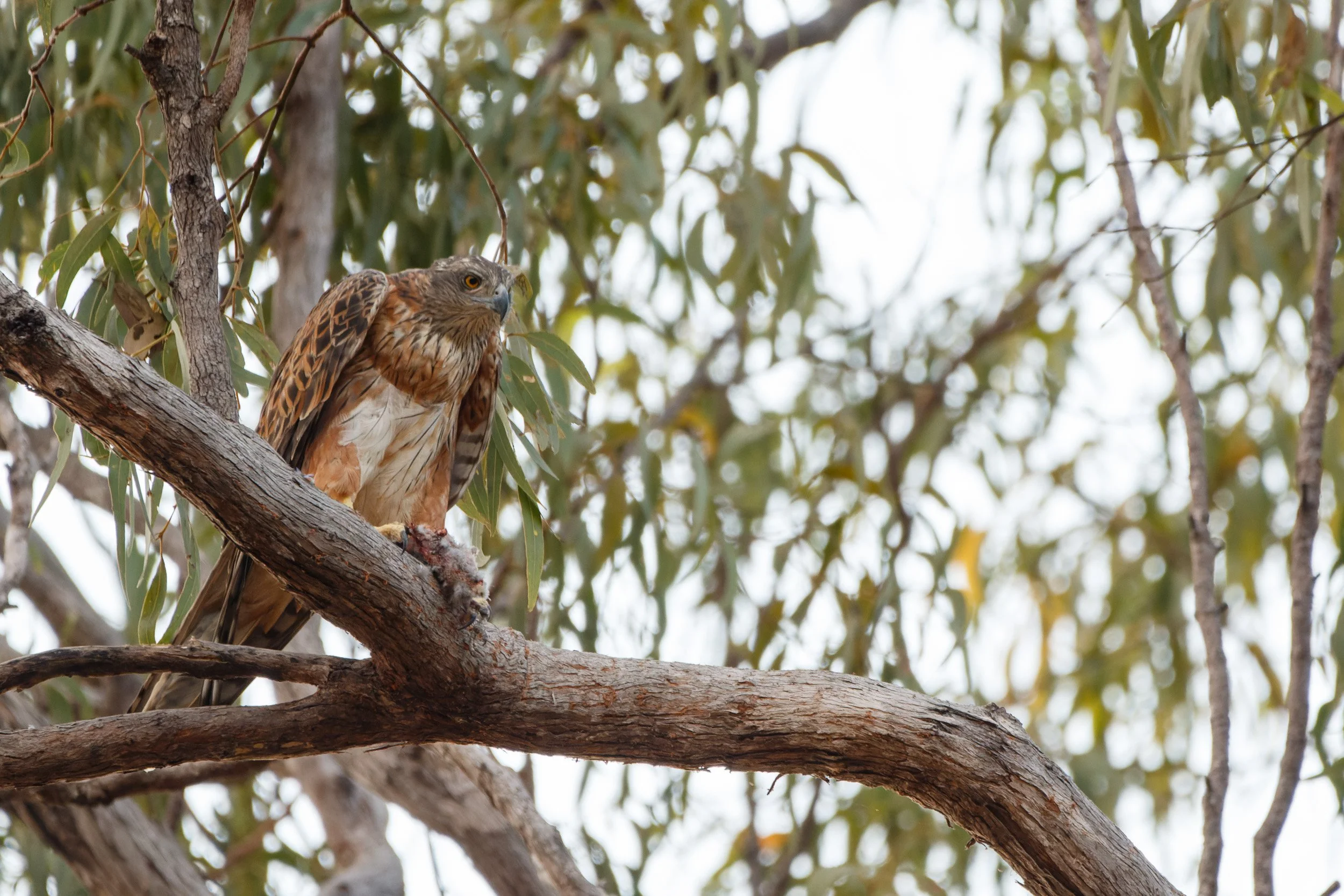 Red Goshawk, Queensland.