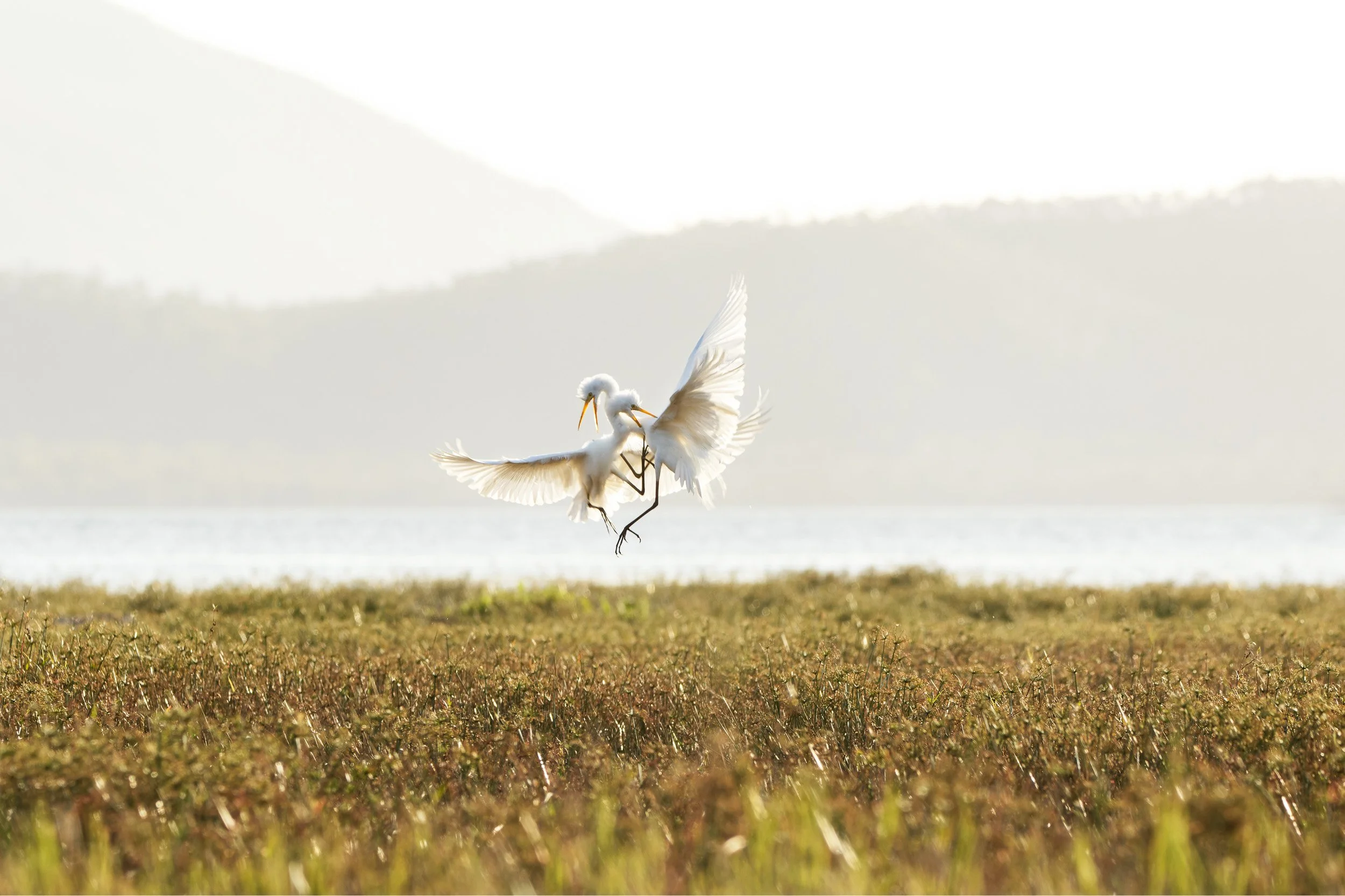 Plumed Egrets, Atherton Tablelands, Queensland.