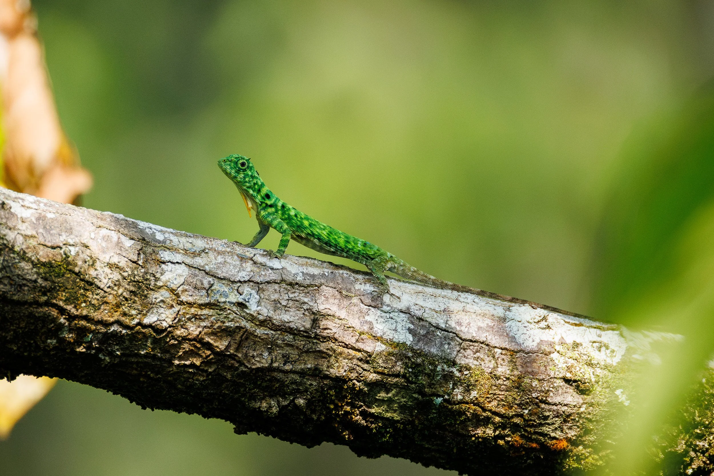 Flying Dragon, Rainforest Discovery Centre, Borneo, Malaysia.