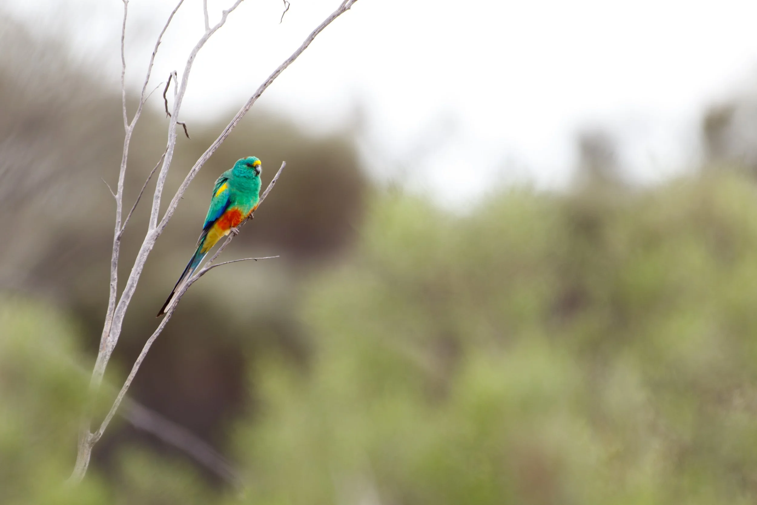 Mulga Parrot