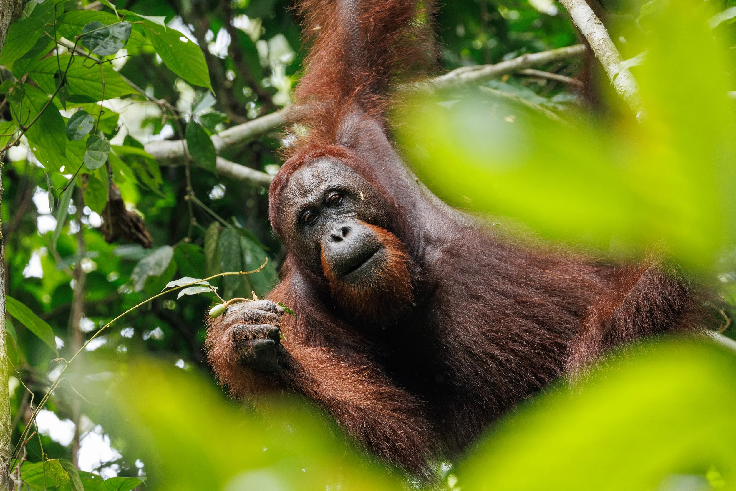 Bornean Orangutan, Danum Valley, Borneo, Malaysia.