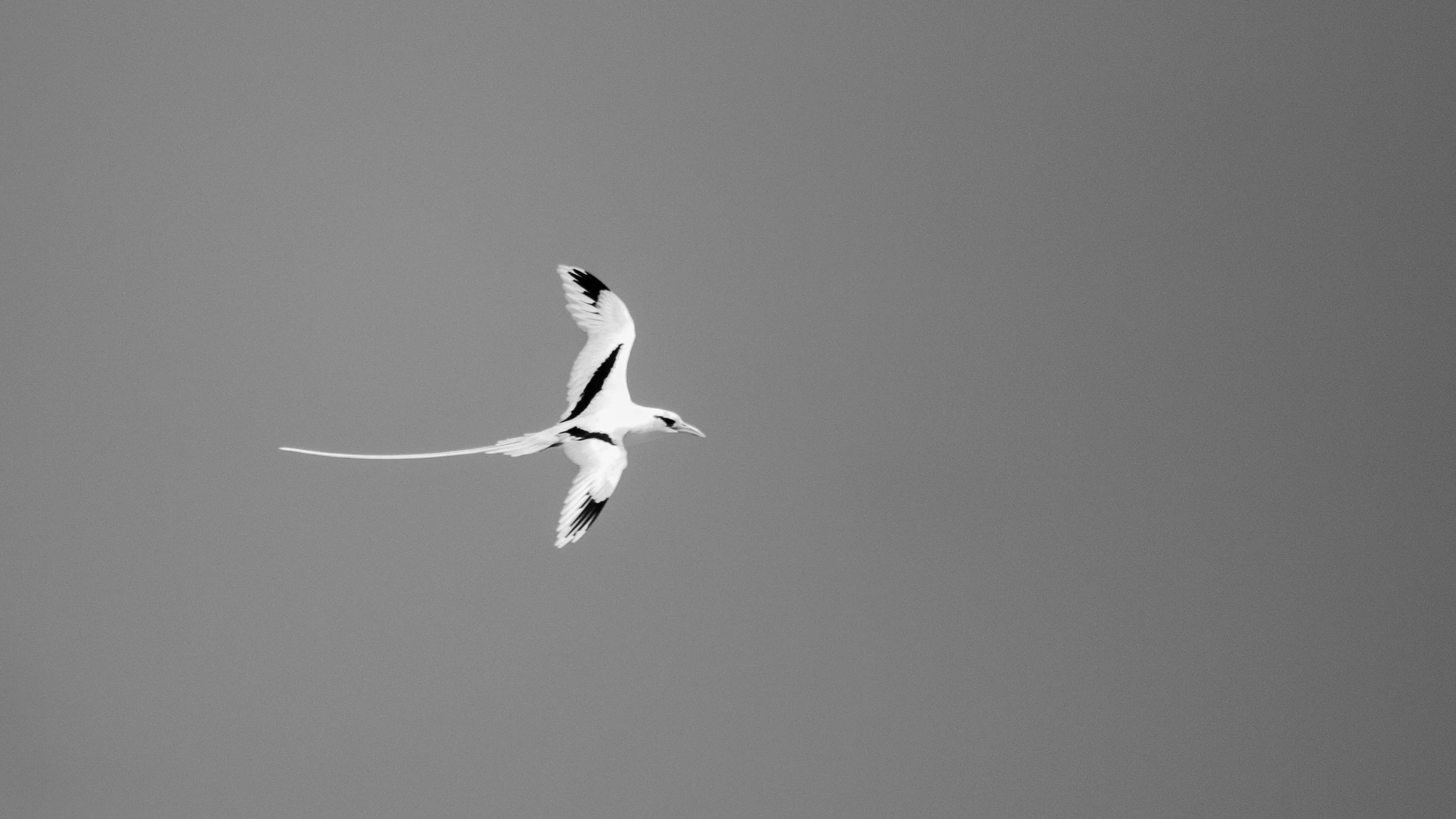 White-tailed Tropicbird. Ashmore Reef